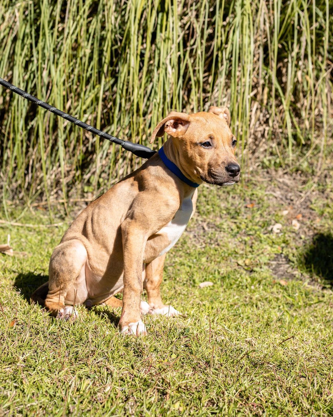 Our girl Rory is officially available for adoption!

This cutie came to us from a local shelter that was dangerously crowded. When they were on their way to us, their posts blew up and went viral— if you saw a super sad picture of a mom and baby curled up in a ball snuggling, you’ve seen Rory before! 

When we say you are hitting the jackpot by adopting Rory, we are not lying. This little girl is the biggest snuggle bug you’ll ever meet and she just wants to be your best friend. Human affection is definitely her favorite thing, but she’s also very dog friendly— we think she’ll fit in well just about wherever she goes. 

She’s potty trained, but really hates the crate. However she isn’t destructive and just curls up and chills when you’re gone. Loves other dogs but also totally good to be the only dog in your life. 

If you are looking for someone to be your furever companion then look no further - it’s Rory girl. 

Rory is spayed, microchipped, and up to date on age appropriate vaccines. 

If interested in adopting this adorable girl, please head to the website and submit an adoption application 🖤

https://www.eunoiarescue.org/adopt