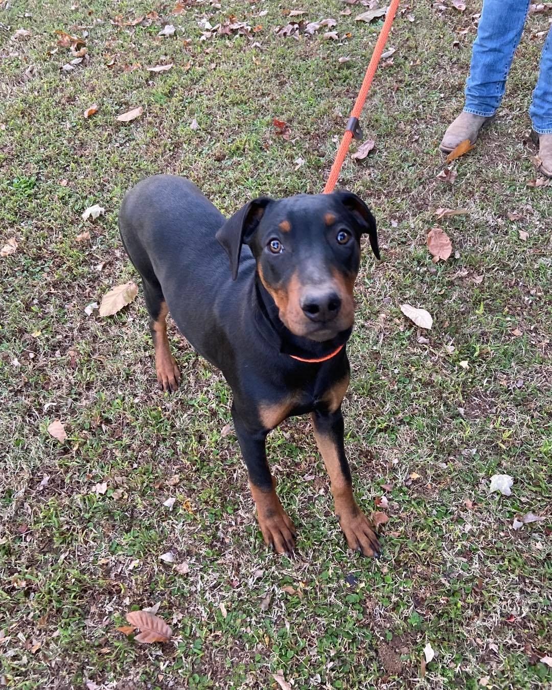 Dylan + Kal are ready to hit the road! 🚐 There’s only one problem: they don’t have homes yet. 😔 

These handsome brothers are about 8 months old, 50lbs, and resemble Doberman mixes. 🧬 Each pup is looking for a home of their own that can help them continue their house + crate training as well as leash walking. 🐕‍🦺 Their ideal homes will have people around to give them lots of love and attention and could have other dogs, savvy cats, or kids 5+. ✅ 

Their foster says, 💬 “Kal and Dylan would be great in homes that can give them a lot of attention. They want to be with you and close to you. They are goofy when they play and will run after toys but don’t fetch. Both pups are very happy dogs and enjoy playing together. Dylan and Kal are sweet big puppies who jump to greet you but when they aren’t with other dogs, lack confidence. They run and wrestle most of the day- when not sleeping on their blanket of course.”

If you think one of these dashing Dobie mixes could be the pup for you, apply now! 📲 www.browndogcoalition.com

<a target='_blank' href='https://www.instagram.com/explore/tags/dobiemix/'>#dobiemix</a> <a target='_blank' href='https://www.instagram.com/explore/tags/adoptabledogsofinstagram/'>#adoptabledogsofinstagram</a> <a target='_blank' href='https://www.instagram.com/explore/tags/dogsofmassachusetts/'>#dogsofmassachusetts</a> <a target='_blank' href='https://www.instagram.com/explore/tags/browndog/'>#browndog</a>