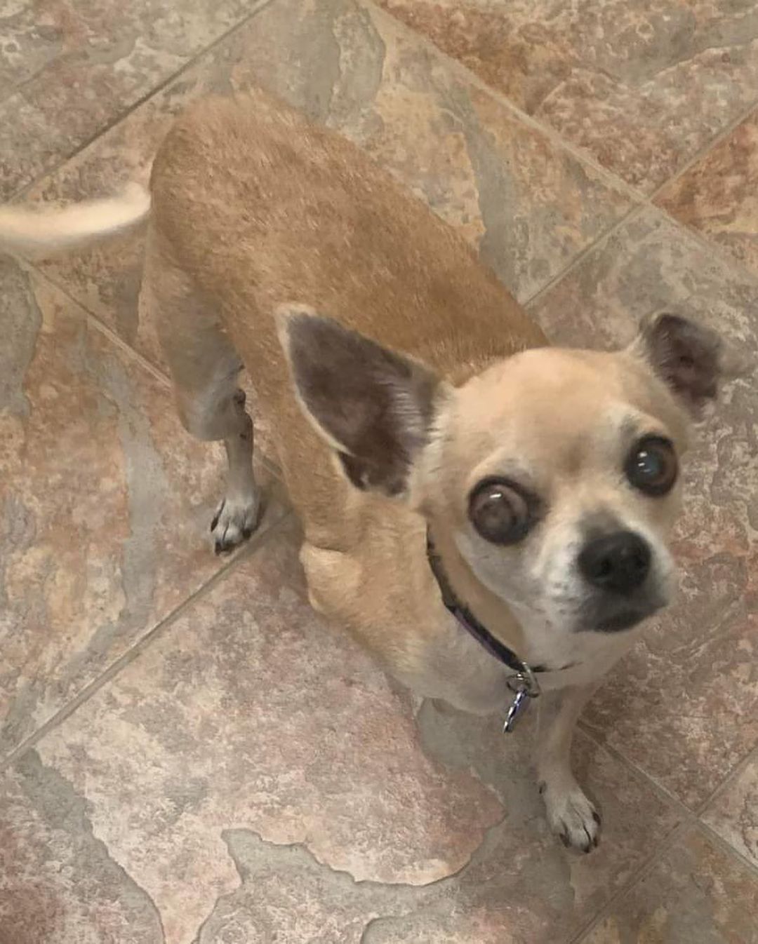 ADOPT LOLA!!

Lola’s a 14yo 12lb chi. She’s dog, cat and kid friendly. She is housebroken, enjoys a fenced in yard along with going for a walk. She needs potty walk prior to leaving the home if you know you will be gone for a few hours. She is sweet, calm and low energy. Her foster momma said, she loves cuddles and when she gets excited she does a happy dance where she kicks her feet back. Adorable to see.

Lola MUST have a home with NO toddlers, continue giving her allergy medication along with lubricant for her left eye which will need to be checked with your vet on occasion to determine how she is doing. If you DO NOT fit this please DO NOT put an application in. We will not call anyone not a fit. Also, we will be concentrating on local to foster applications 1st since home checks and meets with all humans and animals in home is needed at meet. Our fosters are all volunteers so aren’t always able to travel too far.

Lola’s uses lubricant for her left eye which may need to be used for her life to prevent further problems. She is on Apoquel for allergies. It is unknown if this will be a seasonal treatment or year-round. A trial off at various times of year will be helpful to determine that. If she is having an allergic itch exacerbation, she will keep you awake all night with her scratching. She also caused a hematoma on her right ear due to sever scratching. All will need to be discussed with your vet. She is spayed, vaccinated, HW negative and microchipped. Currently fostered in Phila, PA. Apply at www.tprescue.org