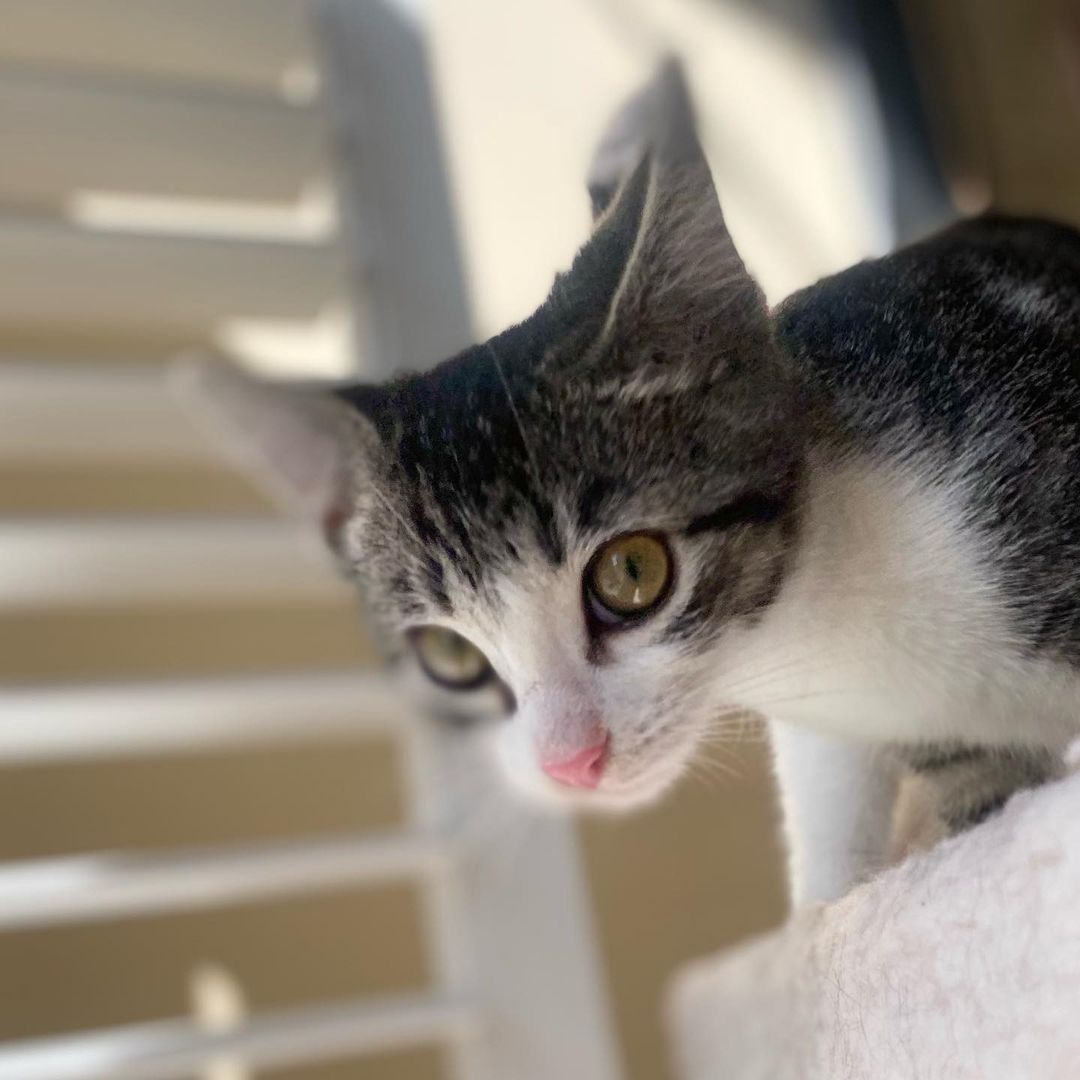 Hello- from Melody! 
Melody got her name because of her cute meow. She is a bundle on energy, moving and playing with her siblings or climbing all over her people. She is friendly with everyone and is a very social kitten. She has been raised with kids, cats and dogs and would be a great addition to your family. ❤️ She really is the perfect little cat and we know you will love her as much as we do! 
All of her siblings have been adopted and now it’s her turn!!
She is UTD on vax, combo tested and will be spayed when she’s a little older. 
We are looking for a home for Miss Melody that has another kitty or cat friendly dog for her to play and interact with.
DM for an adoption questionnaire!
.

.
.

.
.
.
.
.
.
.
<a target='_blank' href='https://www.instagram.com/explore/tags/tabbykitten/'>#tabbykitten</a><a target='_blank' href='https://www.instagram.com/explore/tags/turkishvanmix/'>#turkishvanmix</a><a target='_blank' href='https://www.instagram.com/explore/tags/kittyboo/'>#kittyboo</a><a target='_blank' href='https://www.instagram.com/explore/tags/kittensdaily/'>#kittensdaily</a><a target='_blank' href='https://www.instagram.com/explore/tags/fosteringsaveslives/'>#fosteringsaveslives</a><a target='_blank' href='https://www.instagram.com/explore/tags/catfoster/'>#catfoster</a><a target='_blank' href='https://www.instagram.com/explore/tags/fostercat/'>#fostercat</a><a target='_blank' href='https://www.instagram.com/explore/tags/fosterkitten/'>#fosterkitten</a><a target='_blank' href='https://www.instagram.com/explore/tags/catrescue/'>#catrescue</a><a target='_blank' href='https://www.instagram.com/explore/tags/scv/'>#scv</a><a target='_blank' href='https://www.instagram.com/explore/tags/santaclaritavalley/'>#santaclaritavalley</a><a target='_blank' href='https://www.instagram.com/explore/tags/adoptacat/'>#adoptacat</a><a target='_blank' href='https://www.instagram.com/explore/tags/kittycatsofinstagram/'>#kittycatsofinstagram</a><a target='_blank' href='https://www.instagram.com/explore/tags/catlovers/'>#catlovers</a><a target='_blank' href='https://www.instagram.com/explore/tags/catsrule/'>#catsrule</a>