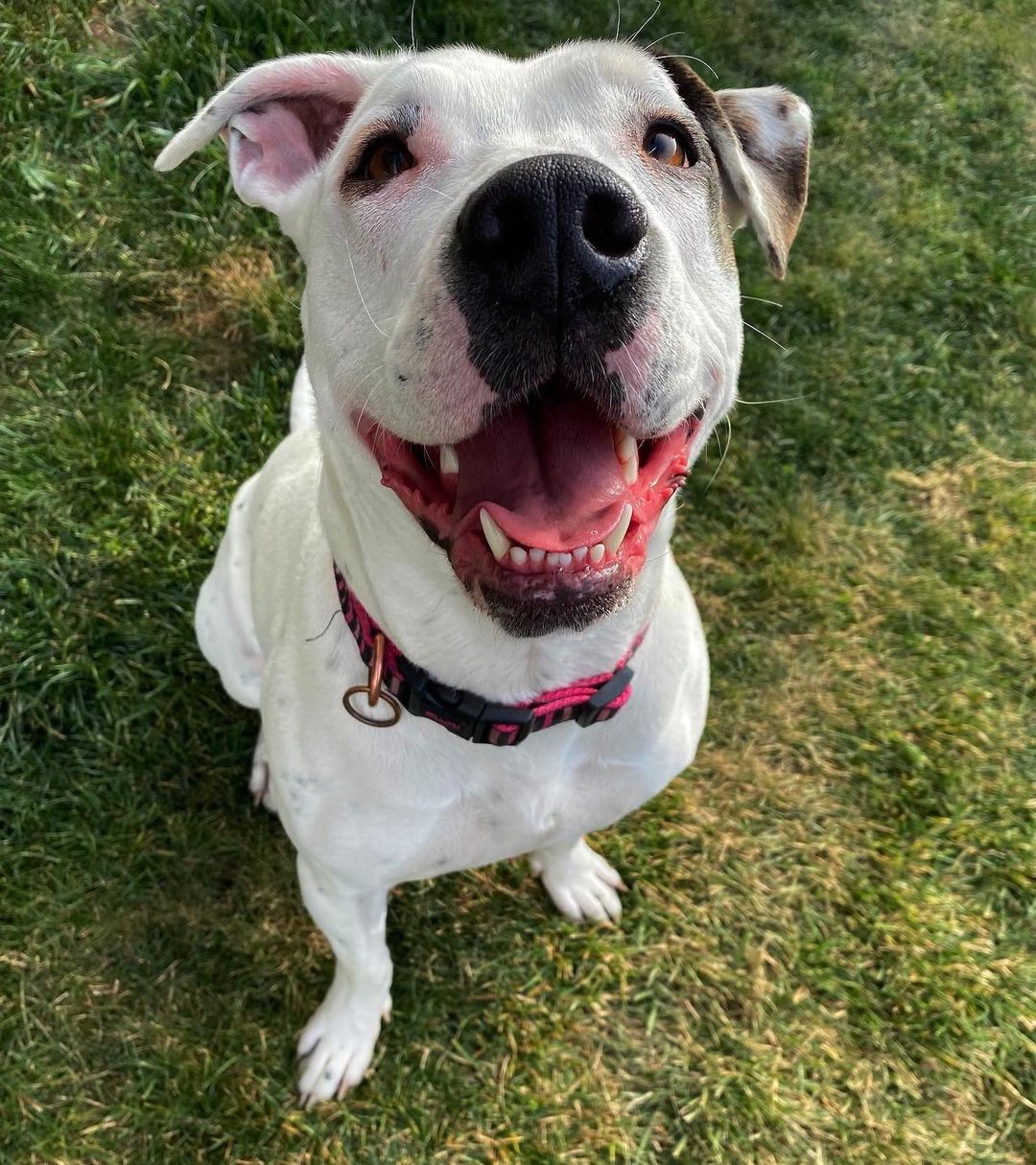 Everyone meet Darla! 🐾

Hi everyone I’m Darla. I’m ruffly 2yrs old and just love everyone and everything! I enjoy quiet time and just hanging out most of the time but when I get the zoomies… I’m the fastest clumsiest girl you’ve ever seen! So watch out! 

I would make a great addition to a family without other dogs or small children because I just get to excited and a bit overwhelmed at times when there’s a lot going. I’m definitely a people pleaser though so we can work on my manners together, like a team. 🥰

You should come in and say hi, I’d love to meet you! ♥️