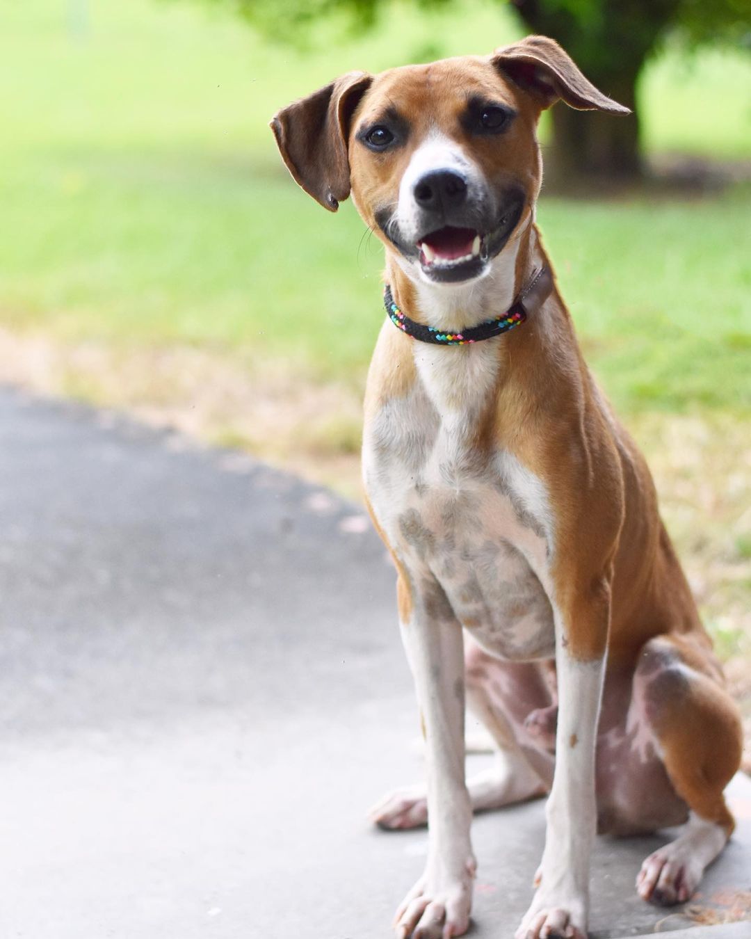 ‘’Well, some day, I’d like to be a dentist’’ - Hermey
🦷🎅🏼🪥❄️

While dental school may not be in his Hermey’s future, like his namesake Hermes the Elf, this happy guy has a bright smile and a can-do attitude. 😀❤️

Learn more about playful, social, friendly young Hermey (the dog… not the elf, or the dentist) at hihs.org

Hermey is one of our marquee members of the GoodBoyClub™️ - we have so many good boys (and girls!) in our shelter who are just waiting to be your best friend. Adopt your new sidekick at Hawaii Island Humane Society. Start your journey by visiting hihs.org to submit an application, today!

<a target='_blank' href='https://www.instagram.com/explore/tags/adoptHermeyHIHS/'>#adoptHermeyHIHS</a> <a target='_blank' href='https://www.instagram.com/explore/tags/goodboy/'>#goodboy</a> <a target='_blank' href='https://www.instagram.com/explore/tags/goodboyclub/'>#goodboyclub</a> <a target='_blank' href='https://www.instagram.com/explore/tags/shelterdog/'>#shelterdog</a> <a target='_blank' href='https://www.instagram.com/explore/tags/adoptashelterdog/'>#adoptashelterdog</a>