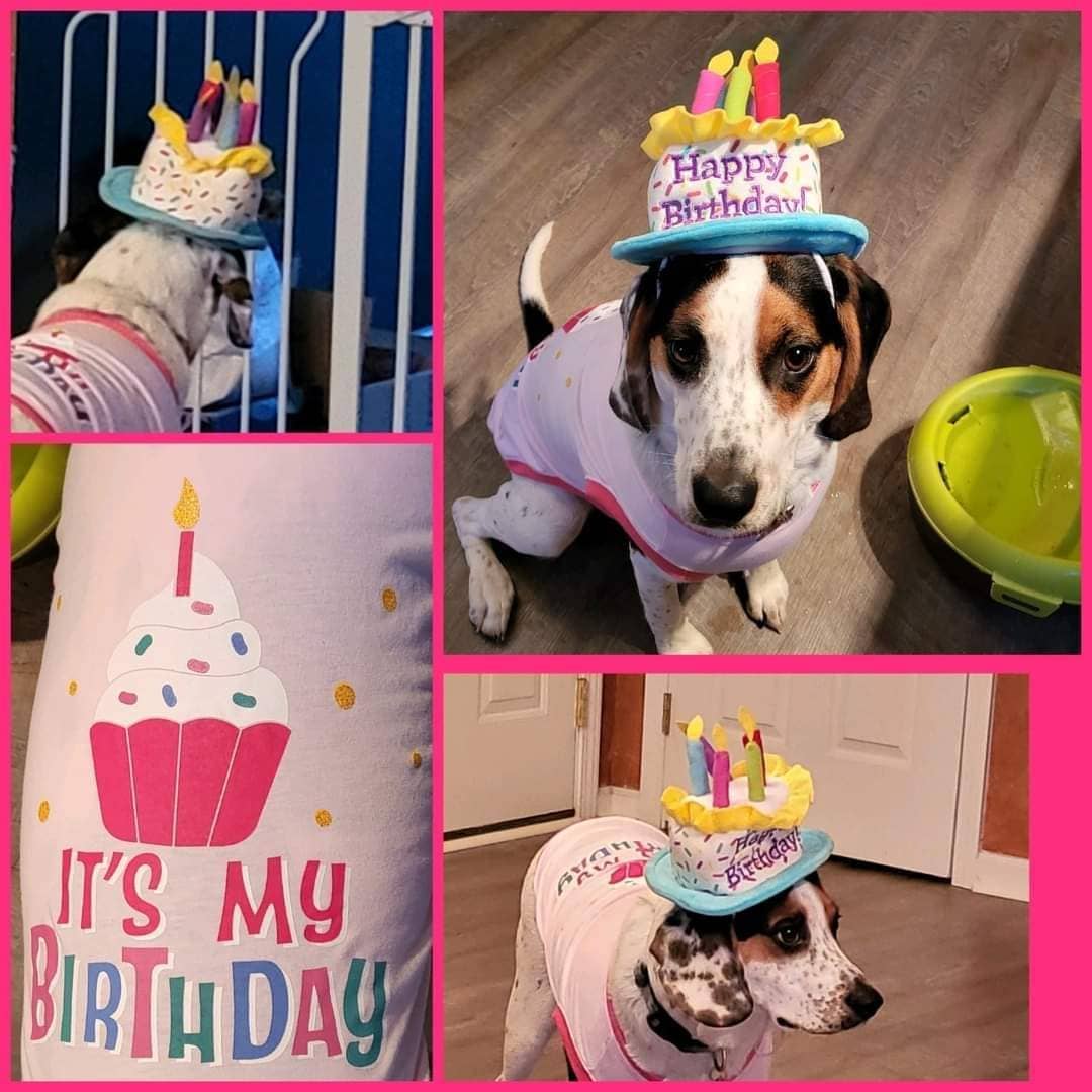 HAPPY TAILS AND HAPPY BIRTHDAY! From Cali Girl's family in New Albany:

