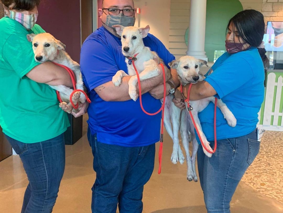 Introducing RCR's newest family members...ROBIN, WREN, and LARK! 
These 3 sisters found themselves homeless, and ended up at the shelter with a bad case of demodex.  Due to their skin condition, they were not adoptable, and with the shelters overcrowded, their lives were in danger!  But not to worry, the girls are now safely in our care and getting better every day! 

They are estimated to be about 6 months old and 20 lbs.  Super cute and they love to play, as all puppies do!  These 3 sweet girls are currently boarding at the vet clinic due to lack of foster homes.  They do not have to stay together, but we would like them to go to a home with another dog.  Email us at info@redcollar.org to learn more about fostering or adopting one of these cuties! 

.
.
.

<a target='_blank' href='https://www.instagram.com/explore/tags/redcollarrescue/'>#redcollarrescue</a> <a target='_blank' href='https://www.instagram.com/explore/tags/adopt/'>#adopt</a> <a target='_blank' href='https://www.instagram.com/explore/tags/adoptadog/'>#adoptadog</a> <a target='_blank' href='https://www.instagram.com/explore/tags/adoptable/'>#adoptable</a> <a target='_blank' href='https://www.instagram.com/explore/tags/rescued/'>#rescued</a> <a target='_blank' href='https://www.instagram.com/explore/tags/rescuedog/'>#rescuedog</a> <a target='_blank' href='https://www.instagram.com/explore/tags/rescuedogsofinstagram/'>#rescuedogsofinstagram</a> <a target='_blank' href='https://www.instagram.com/explore/tags/rescuepetsofinstagram/'>#rescuepetsofinstagram</a> <a target='_blank' href='https://www.instagram.com/explore/tags/muttsofinstagram/'>#muttsofinstagram</a> <a target='_blank' href='https://www.instagram.com/explore/tags/houston/'>#houston</a> <a target='_blank' href='https://www.instagram.com/explore/tags/adoptabledogshouston/'>#adoptabledogshouston</a> <a target='_blank' href='https://www.instagram.com/explore/tags/adoptadoghouston/'>#adoptadoghouston</a> <a target='_blank' href='https://www.instagram.com/explore/tags/houstonadoptables/'>#houstonadoptables</a> <a target='_blank' href='https://www.instagram.com/explore/tags/adopthouston/'>#adopthouston</a> <a target='_blank' href='https://www.instagram.com/explore/tags/houstondogadoptions/'>#houstondogadoptions</a> <a target='_blank' href='https://www.instagram.com/explore/tags/adoptdontshop/'>#adoptdontshop</a>