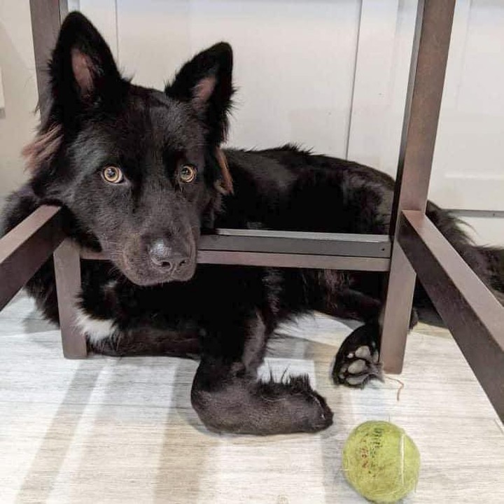 Hey girl, whatchu doin? You wanna throw this ball for me? 😏🎾 

I’m Mojo and I’m known for having killer hair and the most smoldering bedroom eyes you’ve ever seen. Is your ideal hunk super fluffy with a penchant for adventure … and just a wee bit of mischief? 

Dat’s me!!! 

👉👉 visit our website to learn more about this gorgeous fantastical beast and to send an app to arrange a meet&greet! 

<a target='_blank' href='https://www.instagram.com/explore/tags/fluffydog/'>#fluffydog</a> <a target='_blank' href='https://www.instagram.com/explore/tags/yaboy/'>#yaboy</a> <a target='_blank' href='https://www.instagram.com/explore/tags/heygirl/'>#heygirl</a> <a target='_blank' href='https://www.instagram.com/explore/tags/gsd/'>#gsd</a> <a target='_blank' href='https://www.instagram.com/explore/tags/bedroomeyes/'>#bedroomeyes</a> <a target='_blank' href='https://www.instagram.com/explore/tags/adoptme/'>#adoptme</a> <a target='_blank' href='https://www.instagram.com/explore/tags/rescuedog/'>#rescuedog</a> <a target='_blank' href='https://www.instagram.com/explore/tags/hairgoals/'>#hairgoals</a>