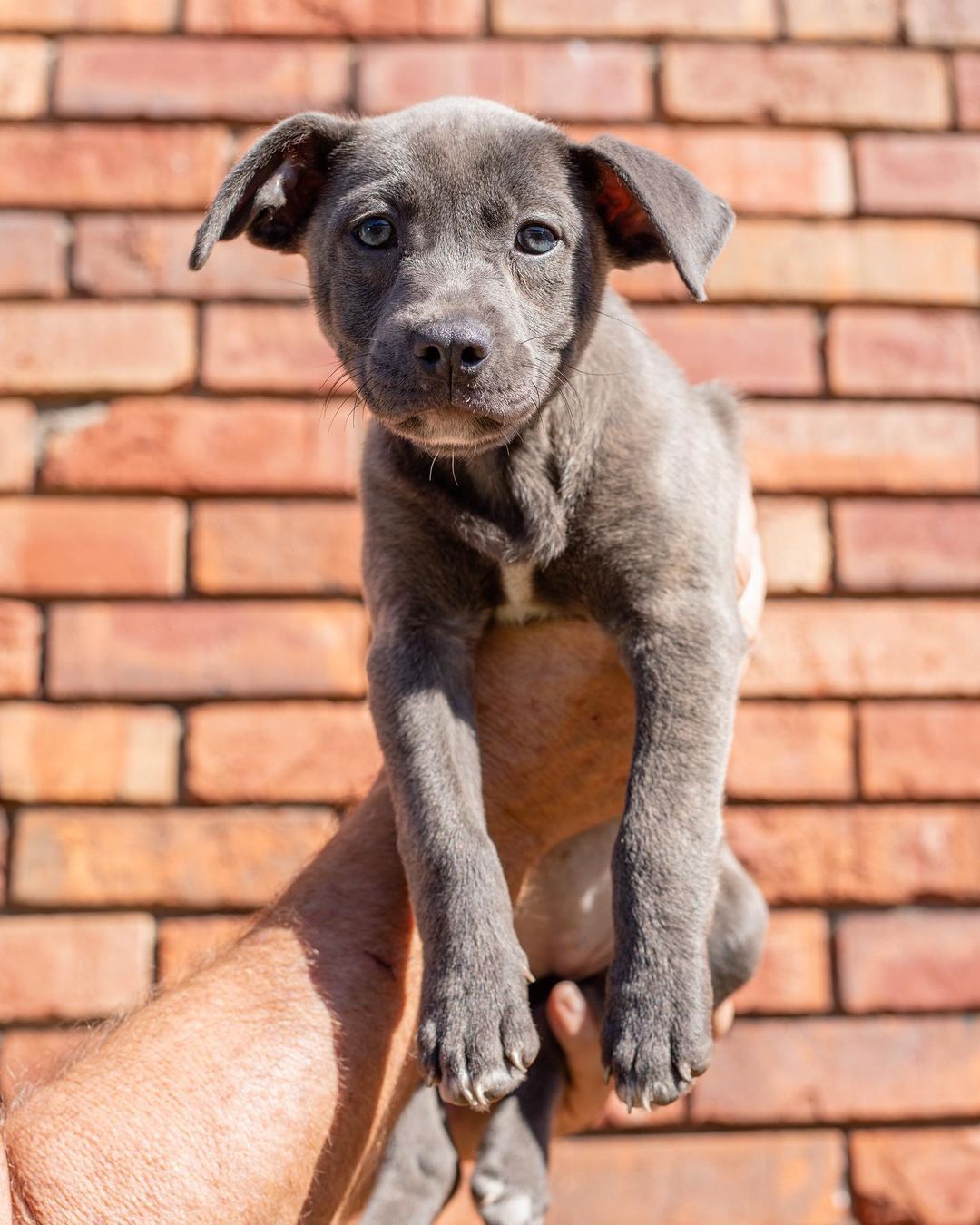 Our T litter of puppies are officially looking for their forever homes!!

These little cuties came to us from a local shelter, along with their momma, Tootsie! Ever since, they’ve been in foster homes learning the ropes of how to be a house puppy. They’ve been socializing and learning manners, and boy are they great pups!

We aren’t sure of their potential breed(s) or full size once fully grown, but we wouldn’t be shocked if they were medium-large dogs. Their individual bios are listed under their photos and on the website. 

All of these pups are spayed/neutered, microchipped, and up to date on age appropriate vaccines. 

If interested in adopting one of these puppies, please head to the website and submit an adoption application 🖤

https://www.eunoiarescue.org/adopt