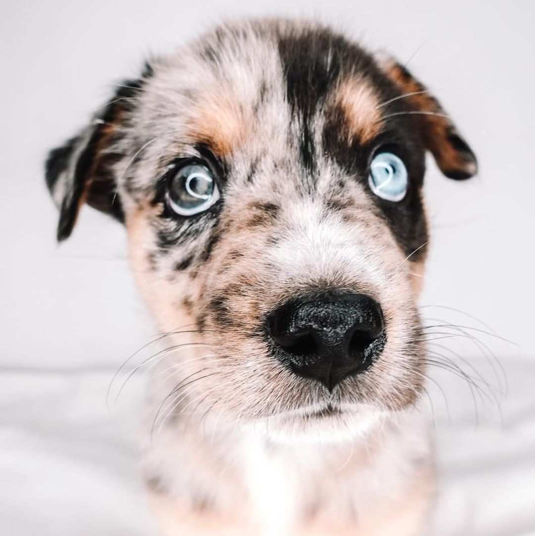 Tale as old as time 🕯Meet our Beauty & The Beast litter! ✨

Say hello to Beauty, Beast, Lumiere, Ms. Potts, Gaston, and Enchantress! They are beautiful! They are all so sweet and love to be with their people! They love to snuggle, be held, and play! They love playing with their bigger foster siblings, so they are very dog friendly! They are working on potty training! Some of them have even been working on the crate when their foster goes to run errands. They are extremely intelligent as well as sweet! Make your fairytale come true and adopt one of these babies! 🌹
Age: 8 weeks
Estimated breed: Aussie mix

Our story: Hi! Hello! Hi! We are the Beauty and The Beast litter! We were surrendered by our owner. Our tails are always wagging, we are so happy! We love to play with other furry friends and humans! Our favorite hobby is to give kisses! We can’t wait to break our curse and find our loving, forever people! 😉

I mean, even their eyes are enchanting! Apply at puppyhavenrescue.com/adopt/!

*Puppies are placed in homes based on best fit. Please list your first, second, and third choice when applying*