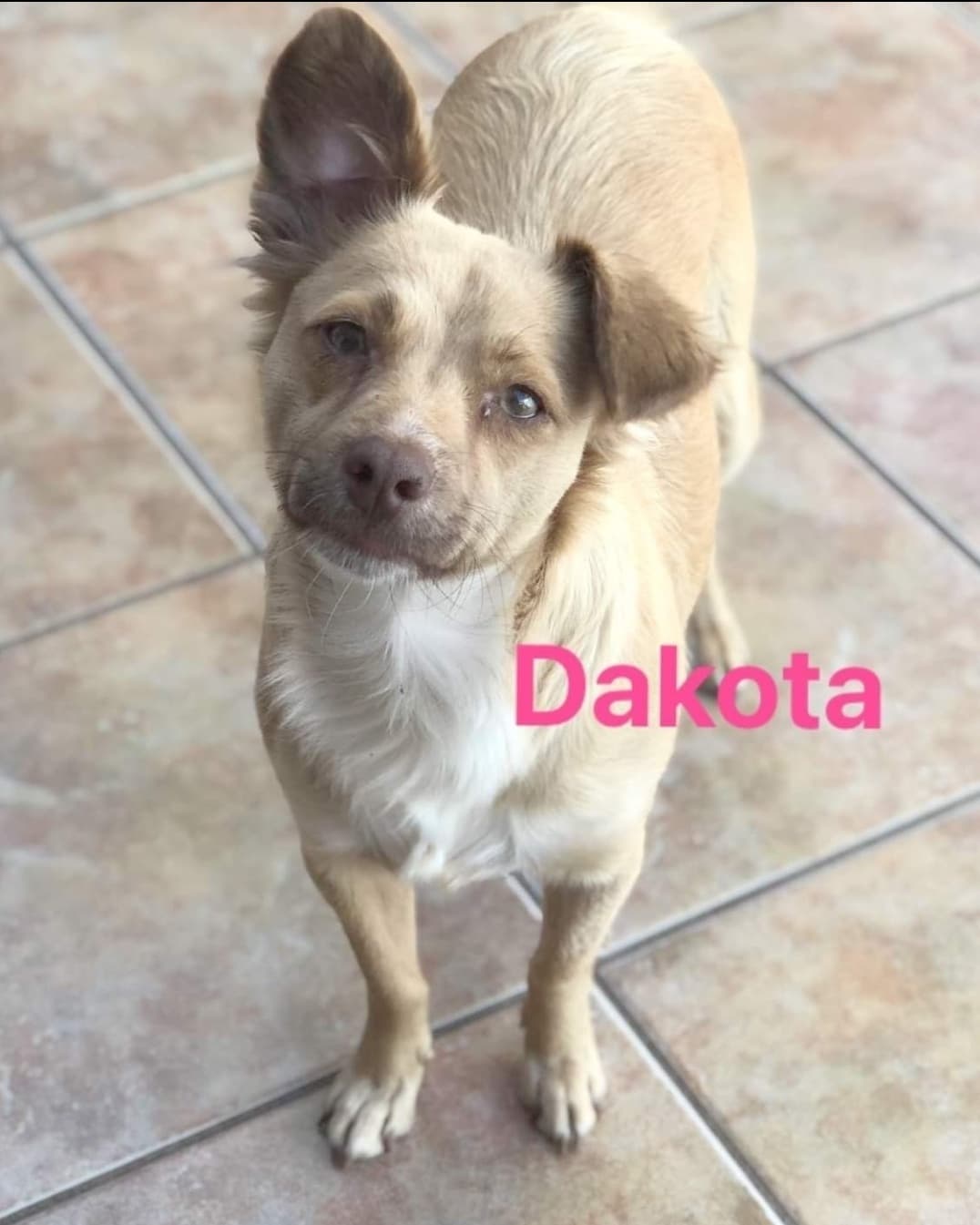 Available for Adoption 
Meet Dakota 

Dakota is about 2 years and weighs  approx 19lbs like most of our  Rescue pups Dakota shy but very affectionate and playful it just take time and  patience for her to adapt. She gets along well with other dogs is also crate trained and a very smart dog. Dakota is up to date on all her vaccines and spayed. 

Dakota and 3 other dogs were rescued by rescuer Izza Morales,  These dogs were not in a safety place. They were at risk of being run over by on going traffic. When rescued Dakota and her friends were infested with ticks and fleas.

If you would like to fill out an application For Gala visit our website(Link in Bio)
☎️📞📱
Vicky Godoy 
(619) 733-1512 

<a target='_blank' href='https://www.instagram.com/explore/tags/fhstj/'>#fhstj</a><a target='_blank' href='https://www.instagram.com/explore/tags/adoptadogsandiego/'>#adoptadogsandiego</a><a target='_blank' href='https://www.instagram.com/explore/tags/adoptdontshop/'>#adoptdontshop</a><a target='_blank' href='https://www.instagram.com/explore/tags/dog/'>#dog</a><a target='_blank' href='https://www.instagram.com/explore/tags/puppy/'>#puppy</a><a target='_blank' href='https://www.instagram.com/explore/tags/sandiego/'>#sandiego</a><a target='_blank' href='https://www.instagram.com/explore/tags/smalldogs/'>#smalldogs</a><a target='_blank' href='https://www.instagram.com/explore/tags/mansbestfriend/'>#mansbestfriend</a><a target='_blank' href='https://www.instagram.com/explore/tags/petadoption/'>#petadoption</a><a target='_blank' href='https://www.instagram.com/explore/tags/petadoptionevent/'>#petadoptionevent</a><a target='_blank' href='https://www.instagram.com/explore/tags/dogsofsandiego/'>#dogsofsandiego</a><a target='_blank' href='https://www.instagram.com/explore/tags/adoptafriend/'>#adoptafriend</a><a target='_blank' href='https://www.instagram.com/explore/tags/petco/'>#petco</a><a target='_blank' href='https://www.instagram.com/explore/tags/AdoptAFriend/'>#AdoptAFriend</a><a target='_blank' href='https://www.instagram.com/explore/tags/adoptapuppy/'>#adoptapuppy</a><a target='_blank' href='https://www.instagram.com/explore/tags/sandiegoevents/'>#sandiegoevents</a><a target='_blank' href='https://www.instagram.com/explore/tags/SanDiego/'>#SanDiego</a><a target='_blank' href='https://www.instagram.com/explore/tags/adoptanocompres/'>#adoptanocompres</a><a target='_blank' href='https://www.instagram.com/explore/tags/perrito/'>#perrito</a><a target='_blank' href='https://www.instagram.com/explore/tags/perro/'>#perro</a><a target='_blank' href='https://www.instagram.com/explore/tags/amigofiel/'>#amigofiel</a><a target='_blank' href='https://www.instagram.com/explore/tags/petcounleashed/'>#petcounleashed</a><a target='_blank' href='https://www.instagram.com/explore/tags/animalesofinstagram/'>#animalesofinstagram</a><a target='_blank' href='https://www.instagram.com/explore/tags/adoptinstadog/'>#adoptinstadog</a><a target='_blank' href='https://www.instagram.com/explore/tags/adoptadogoninstagram/'>#adoptadogoninstagram</a><a target='_blank' href='https://www.instagram.com/explore/tags/sandiegoinstagramdogs/'>#sandiegoinstagramdogs</a>