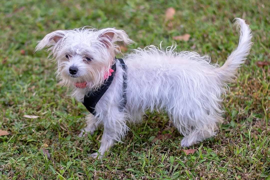 Daisy2 (because we already had a  Daisy!) is an 8 month old, 6 lb. female Maltese/Chihuahua Mix, spayed, microchipped, up-to-date on vaccines and heartworm negative.  She is high energy and timid, not potty trained, but very playful and sweet.  Good vet history, a securely fenced yard, and a live or virtual home visit will be required for adoption.  Fee: $250.  Apply online:  http://secondchancedogrescuela.org/adopt-a-dog-2/adoption-application/. Thank you for sharing this pet! 

📷 @bridgethmayo 

<a target='_blank' href='https://www.instagram.com/explore/tags/scdrla/'>#scdrla</a> <a target='_blank' href='https://www.instagram.com/explore/tags/adoptdontshop/'>#adoptdontshop</a> <a target='_blank' href='https://www.instagram.com/explore/tags/stopeuthanasia/'>#stopeuthanasia</a> <a target='_blank' href='https://www.instagram.com/explore/tags/rescuedogsofinstagram/'>#rescuedogsofinstagram</a> <a target='_blank' href='https://www.instagram.com/explore/tags/rescuerocks/'>#rescuerocks</a> <a target='_blank' href='https://www.instagram.com/explore/tags/rescuerehabrehome/'>#rescuerehabrehome</a> <a target='_blank' href='https://www.instagram.com/explore/tags/spayandneuteryourpets/'>#spayandneuteryourpets</a> <a target='_blank' href='https://www.instagram.com/explore/tags/unconditionallove/'>#unconditionallove</a> <a target='_blank' href='https://www.instagram.com/explore/tags/puppylove/'>#puppylove</a> <a target='_blank' href='https://www.instagram.com/explore/tags/fosteringsaveslives/'>#fosteringsaveslives</a> <a target='_blank' href='https://www.instagram.com/explore/tags/dogsofinstagram/'>#dogsofinstagram</a> <a target='_blank' href='https://www.instagram.com/explore/tags/goteamsecondchancebr/'>#goteamsecondchancebr</a>