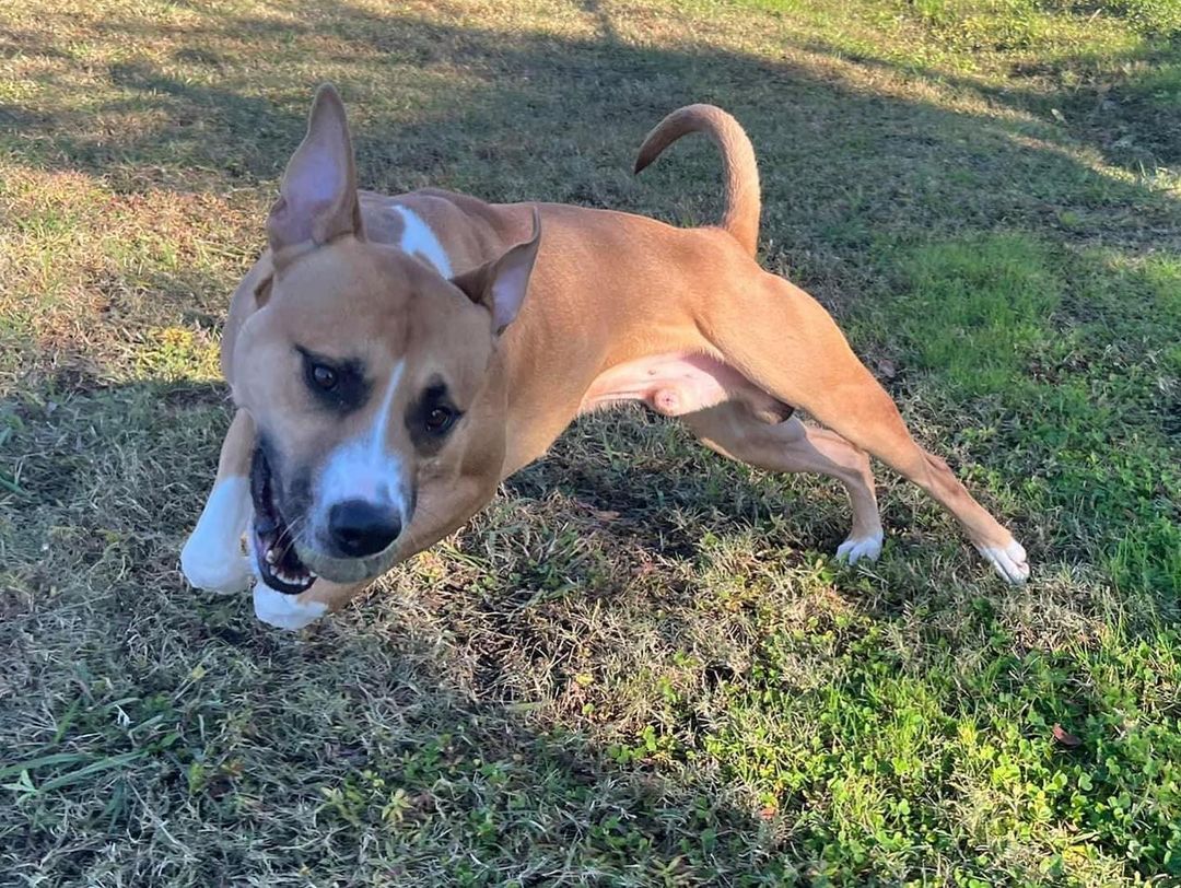 🐾 ADOPTABLE DOG: GUNNER! 🐾 This energetic fella can’t wait to bounce right into your home! Gunner is potty trained and know some basic obedience commands. He would do best with older children or adults. Have a dog? Bring them by for a play date before going home together. Interested in adopting? We take appointments during the week & the weekends are walk-in basis!

<a target='_blank' href='https://www.instagram.com/explore/tags/adoptnacc/'>#adoptnacc</a> <a target='_blank' href='https://www.instagram.com/explore/tags/fosternacc/'>#fosternacc</a> 
☎️ 757-441-5505
📧 nacc@norfolk.gov
📍 5585 Sabre Road Norfolk, Virginia 23502