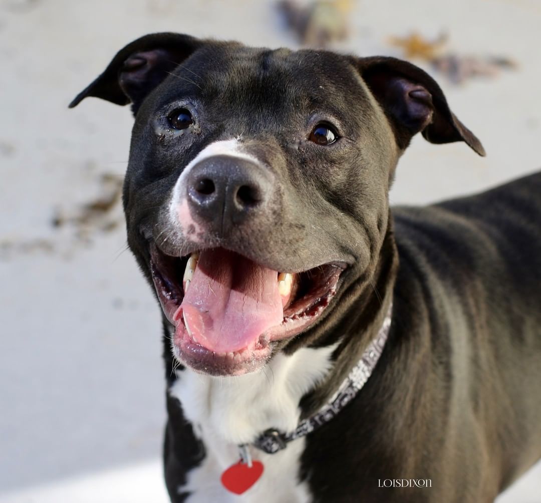 Barkley Levi was found on a rural road one night a few weeks ago.  Cars were swerving to keep from hitting him.  When a kind couple opened the car door, he jumped right in; so happy to be with people.  Barkley ADORES people.  He wants to be with humans and do whatever they are doing.  He is struggling a bit here with us because he wants to be in a home situation.  When Barkley was initially found, he spent a few days with his finders while they attempted to find his owners. He was the perfect houseguest but when they were unable to keep him longterm, he came to us.  We want to find Barkley the loving home that he deserves.  He will make an excellent companion or family pet.  If you would like to adopt Barkley, please go to our website at www.apscaswell.org to complete an online application.  You can also email us for more information.