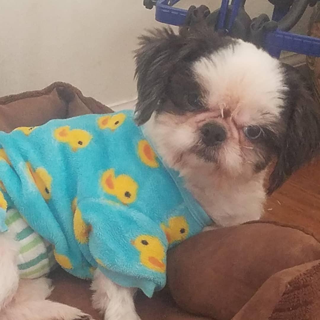 The new one-shoulder, one-leg pyjama look coming to the high-fashion dogwalk this Fall...

This cutie had an ultrasound this past Saturday. That FM does not have the written report yet, but we do know that Finnegan does not appear to have a liver shunt. For accuracy of diagnosis however, other modalities would be required. 

That said, we will be doing a bile acid test, protein C assay, and urinalysis next month, and look at the balance of medical evidence for a diagnosis before embarking upon additional imaging. Finnegan is asymptomatic. 

In related news, the Internal Medicine Specialist thought, upon looking at Finnegan's organs, that he might actually be older at ~ 8. His past vet records, and former family, indicate he is 4, which, from that FM's lay perspective, appears to be supported by his eyes and teeth. 

Who really knows his age? Finnegan is pleading the fifth and refusing to bark a word when asked. See how he is glaring below. ☘💚

*
*
Making a difference one dog at a time with your support. <a target='_blank' href='https://www.instagram.com/explore/tags/LAHPSTR/'>#LAHPSTR</a> <a target='_blank' href='https://www.instagram.com/explore/tags/LAHP/'>#LAHP</a> <a target='_blank' href='https://www.instagram.com/explore/tags/lendahelpingpaw/'>#lendahelpingpaw</a> <a target='_blank' href='https://www.instagram.com/explore/tags/lendingahelpingpaw/'>#lendingahelpingpaw</a> <a target='_blank' href='https://www.instagram.com/explore/tags/dogrescue/'>#dogrescue</a> <a target='_blank' href='https://www.instagram.com/explore/tags/rescue/'>#rescue</a> <a target='_blank' href='https://www.instagram.com/explore/tags/shihtzurescue/'>#shihtzurescue</a> <a target='_blank' href='https://www.instagram.com/explore/tags/adoptdontshop/'>#adoptdontshop</a> <a target='_blank' href='https://www.instagram.com/explore/tags/opttoadopt/'>#opttoadopt</a>
<a target='_blank' href='https://www.instagram.com/explore/tags/adoptdontbuy/'>#adoptdontbuy</a> <a target='_blank' href='https://www.instagram.com/explore/tags/rescuedoneright/'>#rescuedoneright</a>
<a target='_blank' href='https://www.instagram.com/explore/tags/rescuedog/'>#rescuedog</a> <a target='_blank' href='https://www.instagram.com/explore/tags/adoptpurelove/'>#adoptpurelove</a>