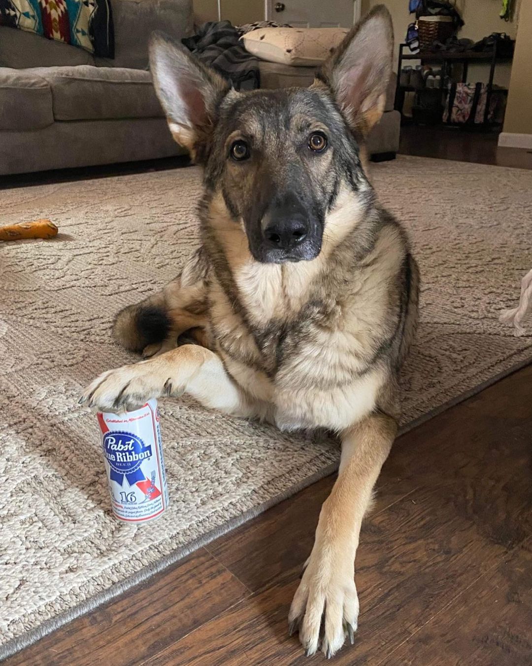 Bree says “Please Help Our Fundraising Efforts!” 

♻️ Help our Shepherds Without Borders Fundraising Efforts via BottleDrop! ♻️

This holiday season, BottleDrop Give is contributing up to $65,000 to their Blue Bag Fundraisers through their 5th annual Holiday Give, and Shepherds Without Borders is registered! Full details are available on Bottle Drop’s Holiday Give page: https://www.bottledropcenters.com/holiday-give/

It is FREE to participate by collecting beverage containers with an Oregon refund value. Here’s how you can help Shepherds Without Borders receive a 20% match this year! There are TWO ways to participate:

Order/fill the provided Blue Bags with your empty containers and drop them off at any BottleDrop location or one of their partner retailers at your convenience. No waiting in those lines - just drop them at the 