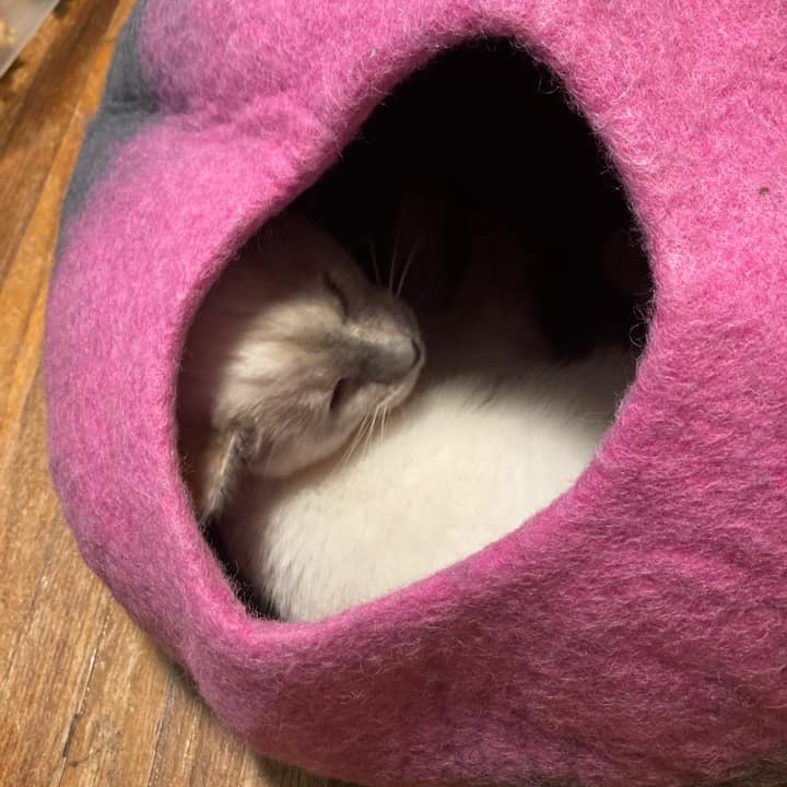 🥰AARF Alumni Merida simply adores her new cat cave from @walkingpalm! These are SUCH amazing quality and handmade. Support local small business this holiday season and at the same time save money & grant AARF $20 dollars for every order using our code AARF20! Thanks again to @walkingpalm for their generosity and support of pet rescue. <a target='_blank' href='https://www.instagram.com/explore/tags/aarftn/'>#aarftn</a> <a target='_blank' href='https://www.instagram.com/explore/tags/shoplocal/'>#shoplocal</a> <a target='_blank' href='https://www.instagram.com/explore/tags/supportpetrescue/'>#supportpetrescue</a>