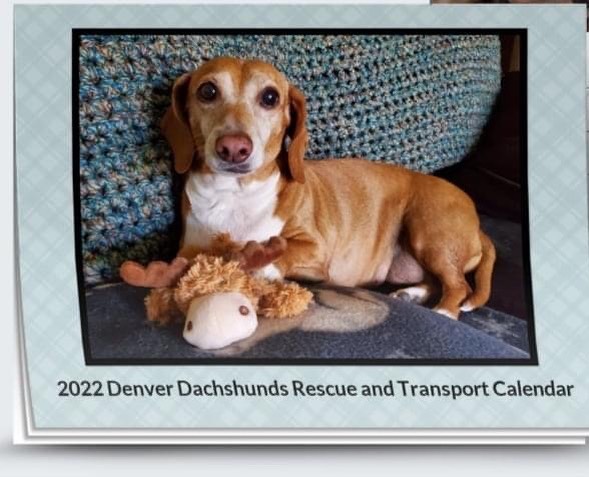 Our 2022 calendars are here!!

It's time to snag yourself a 2022 Dachshund calendar full of adorable weenies and wannabe weenies. Calendars are scheduled to arrive here the first week in December, so this would make a wonderful gift for the doxie love in your life.

Calendars are $18 plus shipping, but we're offering local pickup either at one of our adoption events, at our bingo games held at Winner's Bingo twice a week, or a pre-arranged meeting! 

Get yours today, hit our bio link to purchase yours now!
