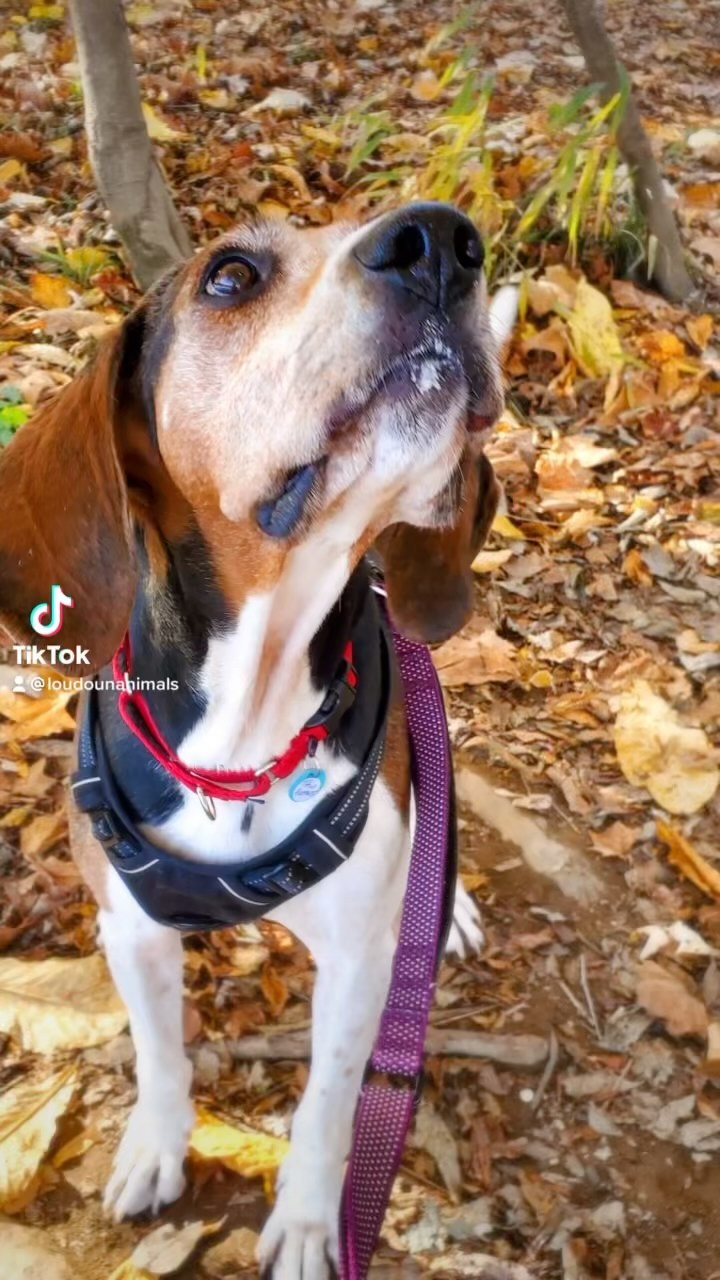 Field trips & fall days with our <a target='_blank' href='https://www.instagram.com/explore/tags/adoptable/'>#adoptable</a> dogs!
<a target='_blank' href='https://www.instagram.com/explore/tags/shelterpets/'>#shelterpets</a> <a target='_blank' href='https://www.instagram.com/explore/tags/adopt/'>#adopt</a> <a target='_blank' href='https://www.instagram.com/explore/tags/loudouncounty/'>#loudouncounty</a> <a target='_blank' href='https://www.instagram.com/explore/tags/loudounlovesanimals/'>#loudounlovesanimals</a>