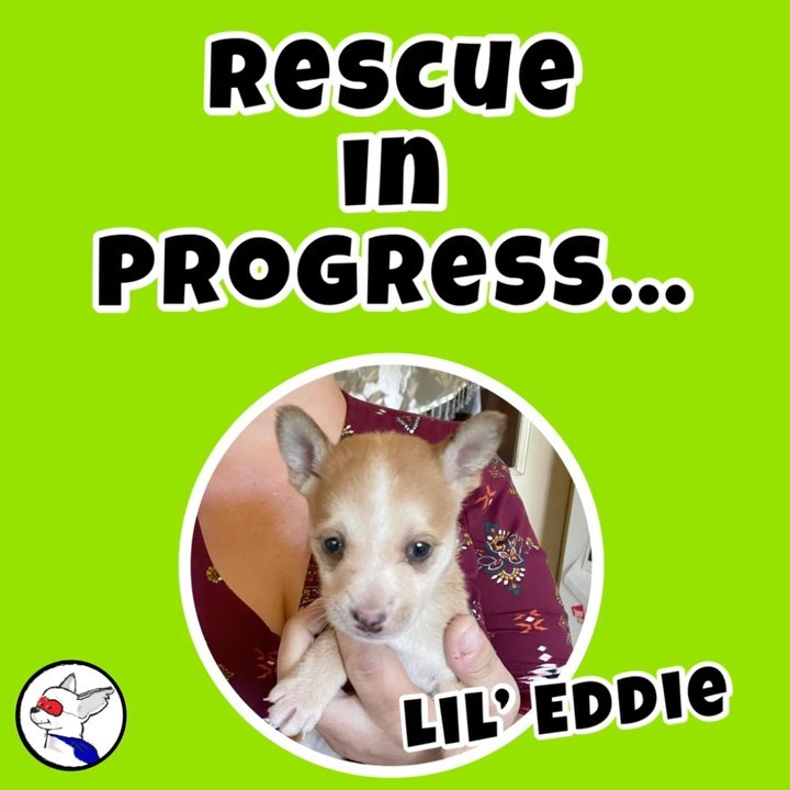⠀
🚨🚨 Rescue in Progress 🚨🚨
⠀
Meet our newest hero, Lil’ Eddie. He’s a tiny 1.5 lb baby Chi Mix. He was found with his siblings in a mechanic shop. He’s the only one they asked us to help.
⠀
Baby boy should still be nursing, therefore will need to be bottle fed for a few more weeks.
⠀
He will be ready to start his puppy vaccine regimen soon.
⠀
Stay tuned for more updates.
⠀
<a target='_blank' href='https://www.instagram.com/explore/tags/jointhescars/'>#jointhescars</a> <a target='_blank' href='https://www.instagram.com/explore/tags/newpuphero/'>#newpuphero</a> <a target='_blank' href='https://www.instagram.com/explore/tags/fosterssavelives/'>#fosterssavelives</a> <a target='_blank' href='https://www.instagram.com/explore/tags/fosteringsaveslives/'>#fosteringsaveslives</a> <a target='_blank' href='https://www.instagram.com/explore/tags/fosterssavelives/'>#fosterssavelives</a> <a target='_blank' href='https://www.instagram.com/explore/tags/heroeshelpingheroes/'>#heroeshelpingheroes</a>