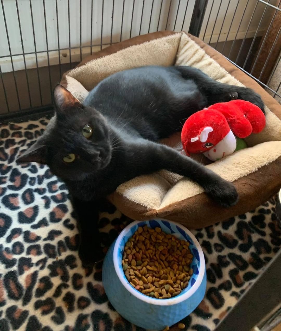 Our sixteenth black cat for November is Jolly Roger! This poor guy has been sitting at the shelter for months waiting for his forever family. He is very sweet and very playful! Jolly Roger is a year old, neutered, FIV/FELV negative and up to date on vaccines. To put in application click on the link below.

https://www.sbanimalrescue.org/adopt