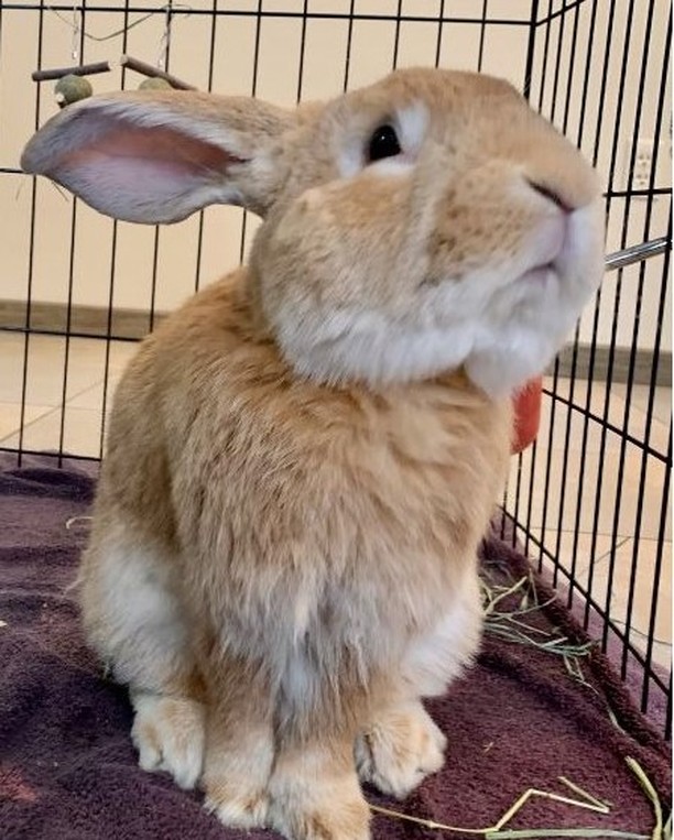 Hop to it!  Sign up to participate in our Frosty Paws 5K Fun Run THIS SATURDAY, November 20th. Check in starts at 8am, race starts at 9am. We hope you can attend! https://www.popememorialspca.org/  <a target='_blank' href='https://www.instagram.com/explore/tags/funrun/'>#funrun</a> <a target='_blank' href='https://www.instagram.com/explore/tags/helpingpets/'>#helpingpets</a> <a target='_blank' href='https://www.instagram.com/explore/tags/kindnesswins/'>#kindnesswins</a> <a target='_blank' href='https://www.instagram.com/explore/tags/pmspca/'>#pmspca</a>