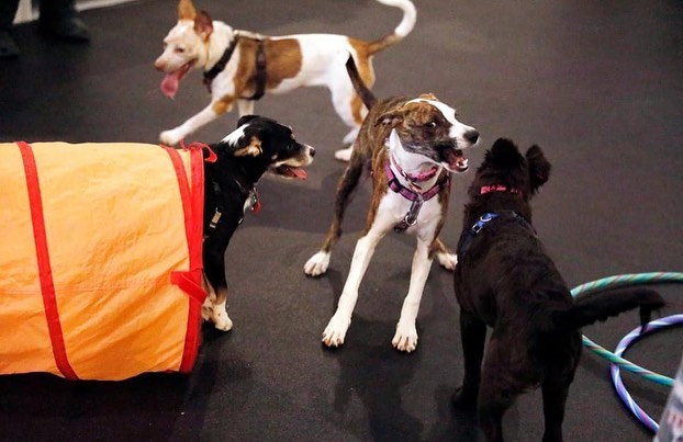 Who doesn’t love to play! Bring your puppy to our puppy social hour, Wednesdays 6:30-7:30! 

Register: bit.ly/UMDRPuppyPlay