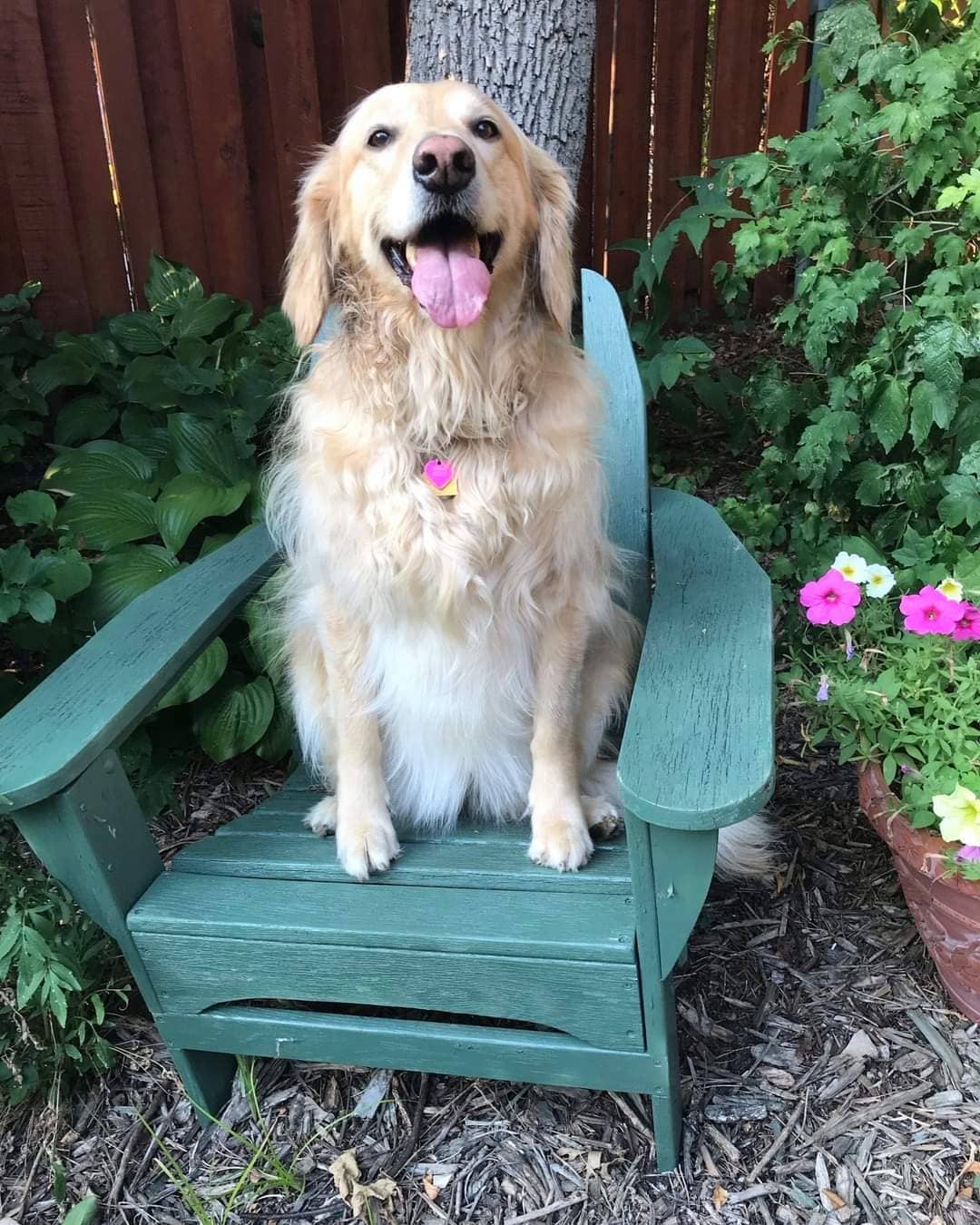 A big thank you to Chris for sharing this great picture of WAAGR alumni Roxie. That smile is pure gold!
-
-
-
<a target='_blank' href='https://www.instagram.com/explore/tags/wiadoptagolden/'>#wiadoptagolden</a> <a target='_blank' href='https://www.instagram.com/explore/tags/rescuedogsofinstagram/'>#rescuedogsofinstagram</a> <a target='_blank' href='https://www.instagram.com/explore/tags/foreverhome/'>#foreverhome</a> <a target='_blank' href='https://www.instagram.com/explore/tags/goldenretriever/'>#goldenretriever</a> <a target='_blank' href='https://www.instagram.com/explore/tags/goldensofinstagram/'>#goldensofinstagram</a> <a target='_blank' href='https://www.instagram.com/explore/tags/mondayvibes/'>#mondayvibes</a> <a target='_blank' href='https://www.instagram.com/explore/tags/adopt/'>#adopt</a> <a target='_blank' href='https://www.instagram.com/explore/tags/goldenretrieversofinstagram/'>#goldenretrieversofinstagram</a>