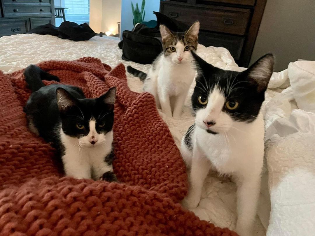 Sebastian, Stella, and Sophie (The “S” gang) are still looking for their furever homes!! They are shy, but sweet as can be once they warm up (or if you have food). They are about 7 months old and have all been spayed/neutered.