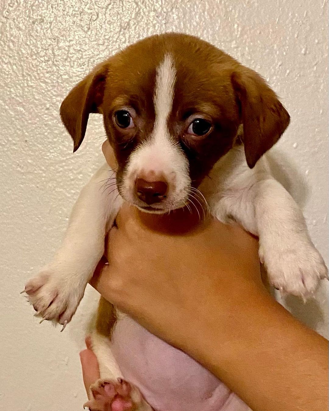 Puppies!!! 🐶🥰❤️
10 week old terrier mixes are up for adoption. Please contact us if you are interested in Qualifying to adopt a give a puppy a forever home! Contact Findingabestfriend@gmail.com 
Meet <a target='_blank' href='https://www.instagram.com/explore/tags/adoptable/'>#adoptable</a> dogs and puppies looking for their <a target='_blank' href='https://www.instagram.com/explore/tags/fureverhomes/'>#fureverhomes</a> with @findingabestfriend ❤️
.
.
.
.
<a target='_blank' href='https://www.instagram.com/explore/tags/rescuedogs/'>#rescuedogs</a> <a target='_blank' href='https://www.instagram.com/explore/tags/adoptdontshop/'>#adoptdontshop</a> <a target='_blank' href='https://www.instagram.com/explore/tags/dogadoption/'>#dogadoption</a> <a target='_blank' href='https://www.instagram.com/explore/tags/sanramon/'>#sanramon</a> <a target='_blank' href='https://www.instagram.com/explore/tags/adoptme/'>#adoptme</a> <a target='_blank' href='https://www.instagram.com/explore/tags/sfbayarea/'>#sfbayarea</a> <a target='_blank' href='https://www.instagram.com/explore/tags/myfavoritebreedisrescued/'>#myfavoritebreedisrescued</a> <a target='_blank' href='https://www.instagram.com/explore/tags/stockton/'>#stockton</a> <a target='_blank' href='https://www.instagram.com/explore/tags/sacramento/'>#sacramento</a> <a target='_blank' href='https://www.instagram.com/explore/tags/sanfrancisco/'>#sanfrancisco</a> <a target='_blank' href='https://www.instagram.com/explore/tags/dogsofinstagram/'>#dogsofinstagram</a> <a target='_blank' href='https://www.instagram.com/explore/tags/puppies/'>#puppies</a> <a target='_blank' href='https://www.instagram.com/explore/tags/puppiesofinstagram/'>#puppiesofinstagram</a> <a target='_blank' href='https://www.instagram.com/explore/tags/dontbullymybreed/'>#dontbullymybreed</a> <a target='_blank' href='https://www.instagram.com/explore/tags/adoptdontshop/'>#adoptdontshop</a> <a target='_blank' href='https://www.instagram.com/explore/tags/puppy/'>#puppy</a>