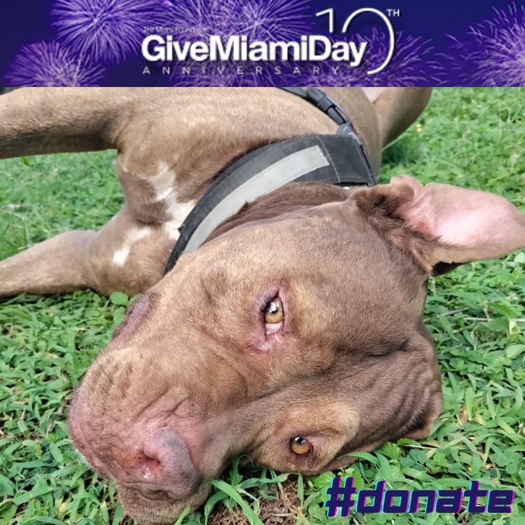 🙏Support Born Free today with Give Miami Day Early Giving! 🙏
Your donations pay for the care of all our dogs at the shelter and ensure that they are safe, healthy and happy!  Every  dog that arrives at Born Free goes straight to vet where they get vaccinated, spayed/neutered, microchipped and an overall health check.  Just the vet bills average around $5000 per month. 
Please click on the link in our bio to donate today and help a homeless dog !
<a target='_blank' href='https://www.instagram.com/explore/tags/GiveMiamiDay/'>#GiveMiamiDay</a> <a target='_blank' href='https://www.instagram.com/explore/tags/fundraiser/'>#fundraiser</a> <a target='_blank' href='https://www.instagram.com/explore/tags/donate/'>#donate</a>