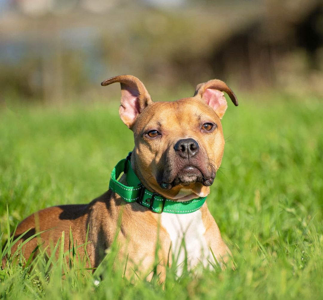 Java is a compact staffy mix who has been waiting almost a year to find his family.

He's just a shy guy who takes time to warm up in new places. He's a low energy guy who is very cat like and will gladly hang out on the couch all day.

Find out more at gobeyondrescue.org

📸: @tpphoto_petportraits