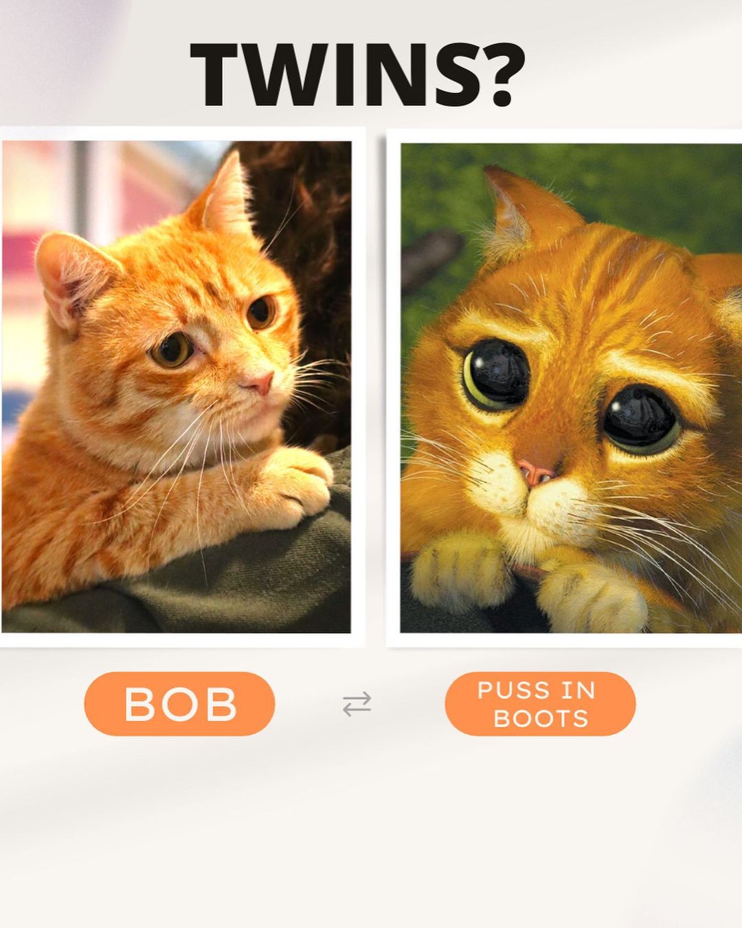 With the saddest eyes, the orangest fur, and cuddliest beans: it’s BOB! 🐯

Someone get this puss some boots and call Dream Works to have Bob star in the live adaptation of Shrek, because he’s seriously the real-life Puss and Boots!

This funny little man is quick witted, fast on his feet, and smooth with the ladies. Bob has FIV, but don’t let that turn you away! Bob still has plenty of life to live as long as he is an only cat or can live with other FIV+ cats. 

Stop by his cat condo in Pet Helpers’ Rainbow Row from 12-6 this week to meet Bob: the real Puss in Boots 🐯👢🗡

.
.
.
.
.
<a target='_blank' href='https://www.instagram.com/explore/tags/pussinboots/'>#pussinboots</a> <a target='_blank' href='https://www.instagram.com/explore/tags/shrek/'>#shrek</a> <a target='_blank' href='https://www.instagram.com/explore/tags/shrek2/'>#shrek2</a> 
<a target='_blank' href='https://www.instagram.com/explore/tags/shrekislove/'>#shrekislove</a> <a target='_blank' href='https://www.instagram.com/explore/tags/shrekmemes/'>#shrekmemes</a> <a target='_blank' href='https://www.instagram.com/explore/tags/adopt/'>#adopt</a> <a target='_blank' href='https://www.instagram.com/explore/tags/gingercat/'>#gingercat</a> <a target='_blank' href='https://www.instagram.com/explore/tags/fiv/'>#fiv</a> <a target='_blank' href='https://www.instagram.com/explore/tags/fivcatsofinstagram/'>#fivcatsofinstagram</a> <a target='_blank' href='https://www.instagram.com/explore/tags/catstagram/'>#catstagram</a> <a target='_blank' href='https://www.instagram.com/explore/tags/catsofinstagram/'>#catsofinstagram</a> <a target='_blank' href='https://www.instagram.com/explore/tags/sheltercat/'>#sheltercat</a> <a target='_blank' href='https://www.instagram.com/explore/tags/adoptdontshop/'>#adoptdontshop</a> <a target='_blank' href='https://www.instagram.com/explore/tags/charleston/'>#charleston</a> <a target='_blank' href='https://www.instagram.com/explore/tags/rainbowrow/'>#rainbowrow</a> <a target='_blank' href='https://www.instagram.com/explore/tags/lowcountry/'>#lowcountry</a> <a target='_blank' href='https://www.instagram.com/explore/tags/rescue/'>#rescue</a> <a target='_blank' href='https://www.instagram.com/explore/tags/rescuecat/'>#rescuecat</a> <a target='_blank' href='https://www.instagram.com/explore/tags/rescuecatsofinstagram/'>#rescuecatsofinstagram</a> <a target='_blank' href='https://www.instagram.com/explore/tags/adoptme/'>#adoptme</a> <a target='_blank' href='https://www.instagram.com/explore/tags/pethelpers/'>#pethelpers</a> <a target='_blank' href='https://www.instagram.com/explore/tags/adoptable/'>#adoptable</a>