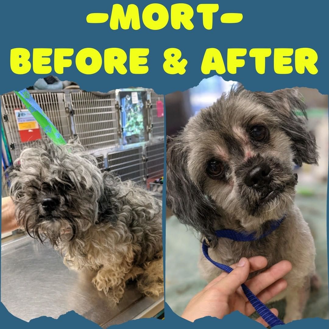 Our amazing volunteer groomer, Ivy, helped this precious boy to look his best! We always love Ivy's work and appreciate her effots! THANK YOU, IVY!

Mort is a 2 year old Terrier with a sweet face and playful disposition! He's a special little man, and will need a very particular home. He does not like to share, so would be best in an all adult home, who can closely monitor his treats and toys.

If you would like to meet Mort or any of our adpoptable animals, please stop by our Adoption Center! No appointment is necessary!