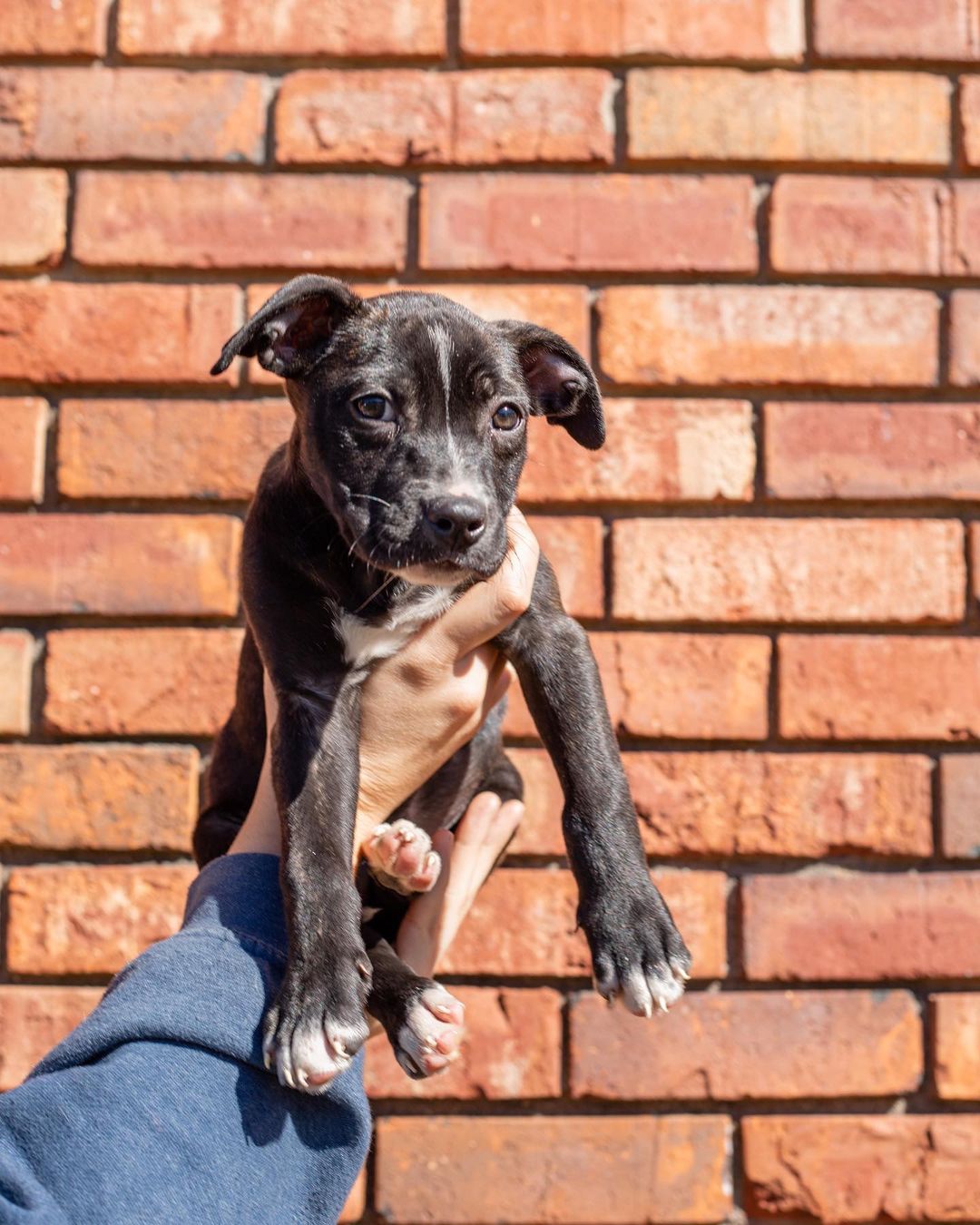 Our T litter of puppies are officially looking for their forever homes!!

These little cuties came to us from a local shelter, along with their momma, Tootsie! Ever since, they’ve been in foster homes learning the ropes of how to be a house puppy. They’ve been socializing and learning manners, and boy are they great pups!

We aren’t sure of their potential breed(s) or full size once fully grown, but we wouldn’t be shocked if they were medium-large dogs. Their individual bios are listed under their photos and on the website. 

All of these pups are spayed/neutered, microchipped, and up to date on age appropriate vaccines. 

If interested in adopting one of these puppies, please head to the website and submit an adoption application 🖤

https://www.eunoiarescue.org/adopt