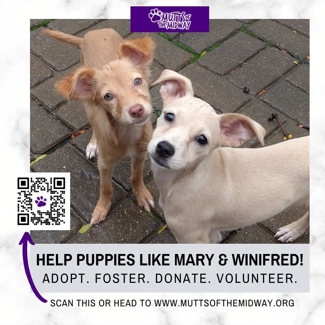 Tomorrow, four puppies arrive from the shelter Mary and Winifred came from, and they need your help.

Comment below how you can help and share this post to see who else can be a part of getting them out of the shelter and on to the good life! <a target='_blank' href='https://www.instagram.com/explore/tags/muttsofthemidway/'>#muttsofthemidway</a>