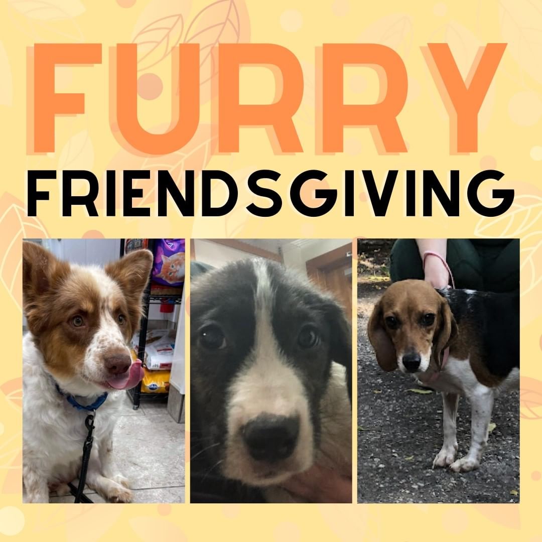 You are invited to the largest dog thanksgiving ever, hosted by Stella & Chewy's 

Join us Wednesday November 17 at MADACC for a fun-filled day of raffles, crafts, adoptable pets, and more!

 Duncan, Soy Sauce, and Maxilla are eager to meet you! We will be there at 1pm! 

📍 MADACC - 3839 West Burnham Street
West Milwaukee, WI 53215
11am - 6pm

Check out the event page for more details: 
https://www.facebook.com/events/1197112650696127/?ref=newsfeed