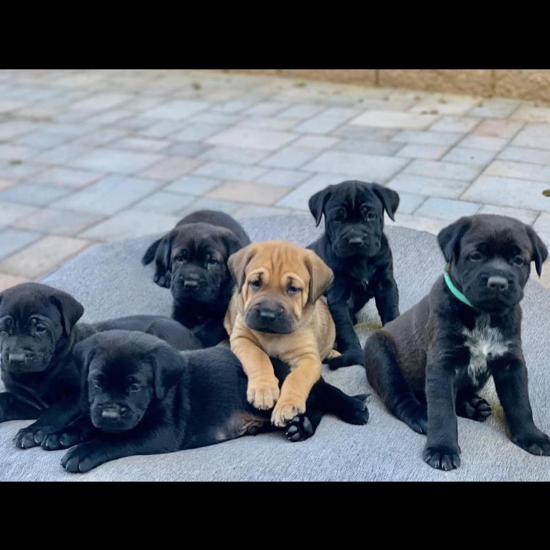 🐾💚Adopters Needed💚🐾 These little Wrinkle faced roly-poly’s are almost ready just in time for the holidays!  No doubt they will be popular when we release them. They are our Mario brothers Litter.  As you can see Princess Peach is a very proud mama and she already has an approved adopter when she’s ready! 
<a target='_blank' href='https://www.instagram.com/explore/tags/amazingstraysrescue/'>#amazingstraysrescue</a>

If you are interested, please fill out an Interest Application on our website- amazingstraysrescue.org

🐾All supplies and an amazing support team included! 

🐾 Please share this on your social media 

🐾 Want to help? All of our incoming dogs have medical bills to be paid! You could sponsor a spay or neuter!

🐾 Fostering even for just two weeks is extremely helpful to a dog in need!

🐾 All supplies included!

<a target='_blank' href='https://www.instagram.com/explore/tags/RescueDog/'>#RescueDog</a> <a target='_blank' href='https://www.instagram.com/explore/tags/AdoptDontShop/'>#AdoptDontShop</a> <a target='_blank' href='https://www.instagram.com/explore/tags/RescuePuppy/'>#RescuePuppy</a> <a target='_blank' href='https://www.instagram.com/explore/tags/ForTheLoveOfDogs/'>#ForTheLoveOfDogs</a> <a target='_blank' href='https://www.instagram.com/explore/tags/GetInvolved/'>#GetInvolved</a> <a target='_blank' href='https://www.instagram.com/explore/tags/Donate/'>#Donate</a> <a target='_blank' href='https://www.instagram.com/explore/tags/Volunteer/'>#Volunteer</a> <a target='_blank' href='https://www.instagram.com/explore/tags/FosteringSavesLives/'>#FosteringSavesLives</a> <a target='_blank' href='https://www.instagram.com/explore/tags/dogsofinstagram/'>#dogsofinstagram</a> <a target='_blank' href='https://www.instagram.com/explore/tags/dogsofinsta/'>#dogsofinsta</a> <a target='_blank' href='https://www.instagram.com/explore/tags/asradoptme/'>#asradoptme</a>