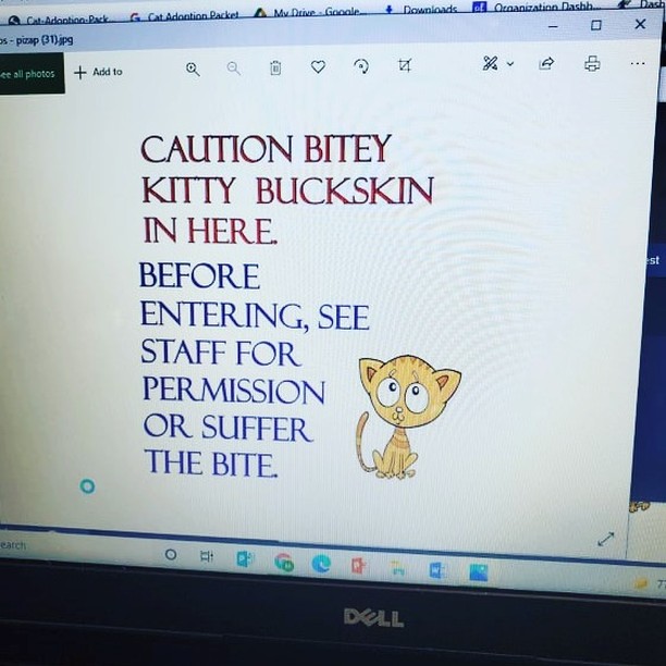 Buckskin wasn't happy with getting the lime dip today....you have been warned, Buckskin is bitey! 
<a target='_blank' href='https://www.instagram.com/explore/tags/socksfwb/'>#socksfwb</a> <a target='_blank' href='https://www.instagram.com/explore/tags/realinrescue/'>#realinrescue</a> <a target='_blank' href='https://www.instagram.com/explore/tags/bitesnpurrs/'>#bitesnpurrs</a>