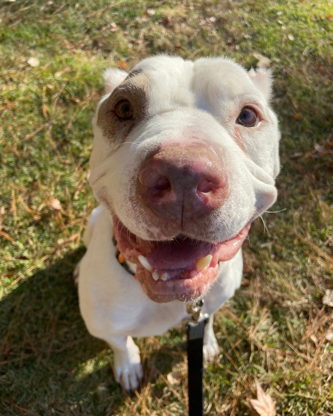 Before and after you tell Simon he's the bestest boy! ❤️

This sweet little ham is waiting for you to adopt him at LifeLine's Community Animal Center. 

<a target='_blank' href='https://www.instagram.com/explore/tags/adoptme/'>#adoptme</a> <a target='_blank' href='https://www.instagram.com/explore/tags/adoptatl/'>#adoptatl</a> <a target='_blank' href='https://www.instagram.com/explore/tags/goodboy/'>#goodboy</a> <a target='_blank' href='https://www.instagram.com/explore/tags/adoptashelterdog/'>#adoptashelterdog</a>