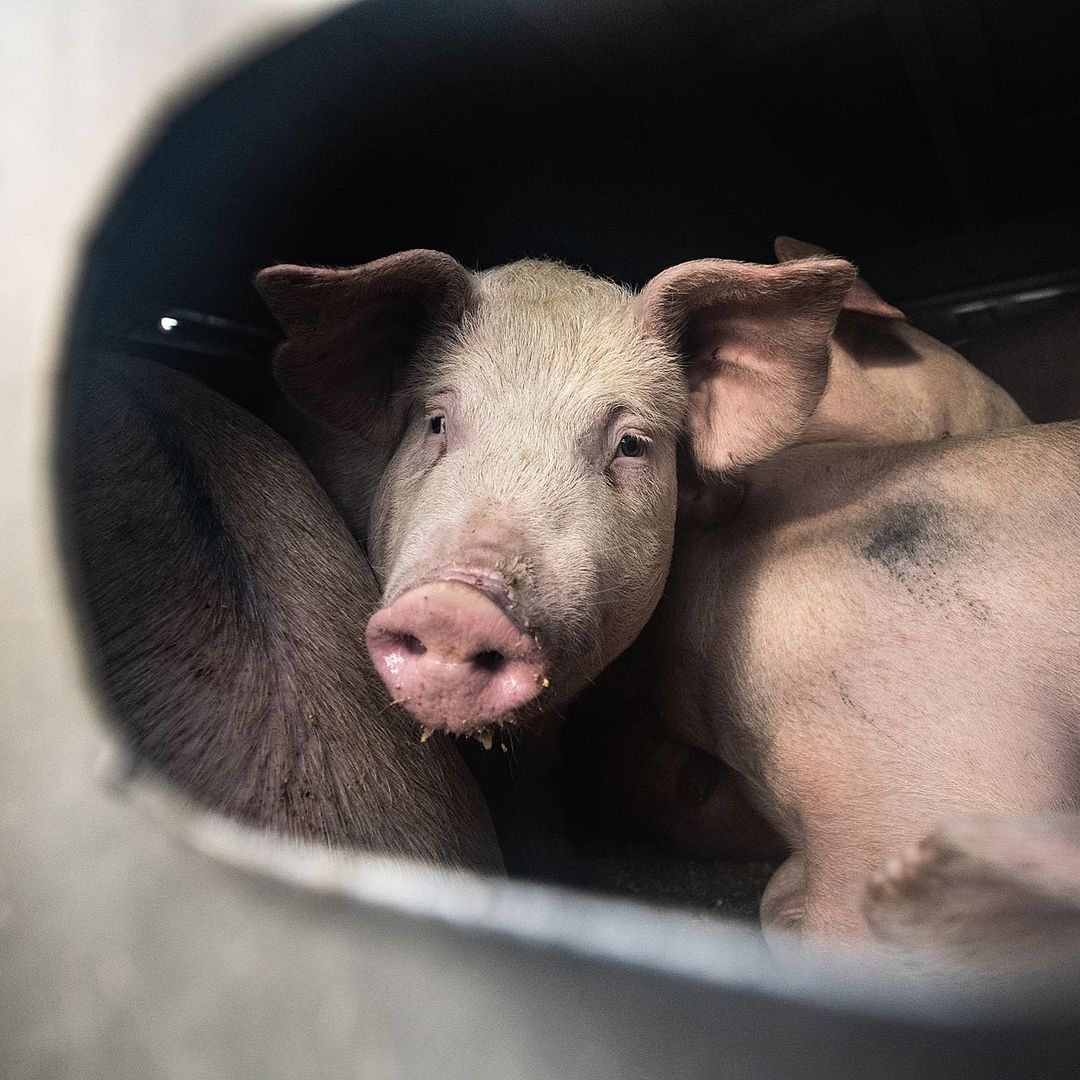 PÉTITION : MIEUX ENCADRER LE TRANSPORT DES ANIMAUX D’ÉLEVAGE, MAINTENANT!

Aucun délai supplémentaire n’est acceptable pour changer les pratiques de transport : les animaux d’élevage doivent être mieux protégés dès maintenant!

Chaque année, plus de 800 millions d’animaux sont élevés au Canada pour l’alimentation. Leur transport de la ferme vers l’abattoir est l’un des moments les plus stressants de leur courte vie. Au cours des longues périodes de transit qu’ils doivent subir, ils sont privés de nourriture, d’eau et de repos pendant des heures, voire des jours.
De nouvelles dispositions concernant le transport des animaux (comprenant certaines améliorations, notamment des intervalles plus courts sans nourriture, eau ou repos) sont entrées en vigueur en février 2020, mais le gouvernement a donné un délai de deux ans à l’industrie pour s’adapter et changer ses pratiques commerciales.
Alors que nous approchons de la fin du sursis de deux ans dans l’application de la loi, nous craignons que d’autres délais soient envisagés. Veuillez signaler à la ministre de l’Agriculture et de l’Agroalimentaire, l’honorable Marie-Claude Bibeau, qu’il est temps d’appliquer la règlementation canadienne sur le transport des animaux.

SIGNEZ LA PÉTITION : Le lien est disponible dans notre bio.

//
NEW PETITION ON FARM ANIMAL TRANSPORT IN CANADA

No more delaying the enforcement of new transport rules: farmed animals must be better protected immediately!

More than 800 million animals are farmed in Canada for food every year. Transportation, most often from farm to slaughterhouse, is the most stressful time in their short lives. Long times in transit for these animals results in them having to go without food, water and rest for hours or even days.

New animal transport regulations came into force in February 2020, but the federal government granted industry a two-years delay to adapt and change its practices.
As we near the end of this two-year enforcement hiatus, there is concern that further delay are being considered.

SIGN THE PETITION: The link is available in our bio

📷 Jo-Anne McArthur | We Animals