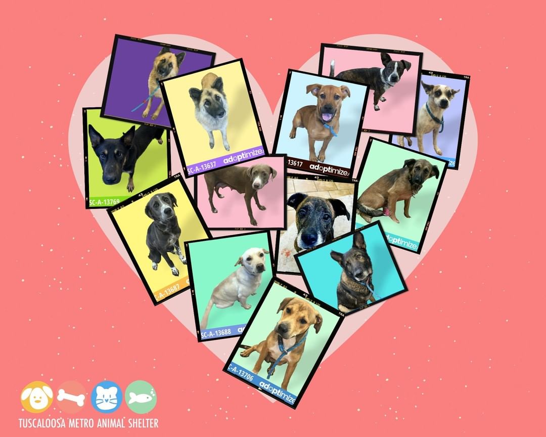 🐾 Dog Highlight post 🐾
We wanted to take a moment to highlight some of our adoptable dogs here in the shelter ! Posted here are some of the breeds that normally move a bit more quickly in and out of the shelter, but recently, have been here longer than usual.
We have some great babies available ! (And SO many more that are not pictured in this post!) Come down and visit with your next best friend ❤

Pictured in this post are:
-Remus: Male, Shepherd Mix. Around 4 years old. HW+. Animal ID <a target='_blank' href='https://www.instagram.com/explore/tags/13636/'>#13636</a>
-Ashina: Female, Shepherd Mix. Around 4 years old. HW+. Animal ID <a target='_blank' href='https://www.instagram.com/explore/tags/13637/'>#13637</a>
-Percy: Male, German Shepherd Mix. Around 2 years old. Animal ID <a target='_blank' href='https://www.instagram.com/explore/tags/13769/'>#13769</a>
-Lolli Pop: Female, Collie Mix. Around 10 months old. Animal ID <a target='_blank' href='https://www.instagram.com/explore/tags/13687/'>#13687</a>
-Honey Bun: Female, Retriever/Lab Mix. Around 4 years old. HW+. Animal ID <a target='_blank' href='https://www.instagram.com/explore/tags/13682/'>#13682</a>
-Lissa: Female, Retriever/Lab Mix. Around 4 years old. Animal ID <a target='_blank' href='https://www.instagram.com/explore/tags/13688/'>#13688</a>
-Cheyanne: Female, Shepherd/Lab Mix. About 8 months old. Animal ID <a target='_blank' href='https://www.instagram.com/explore/tags/13617/'>#13617</a>
-Lois: Female, Shepherd/Terrier Mix. About 8 years old. Animal ID <a target='_blank' href='https://www.instagram.com/explore/tags/13410/'>#13410</a>
-Violet: Female, German Shepherd Mix. Around 8 years old. HW+. Animal ID <a target='_blank' href='https://www.instagram.com/explore/tags/13768/'>#13768</a>
-Huckle: Male, Shepherd Mix. 7 months old. Animal ID <a target='_blank' href='https://www.instagram.com/explore/tags/13706/'>#13706</a>
-Moxy: Male. Hound Mix. Around 2 years old. Animal ID <a target='_blank' href='https://www.instagram.com/explore/tags/13744/'>#13744</a>
-Chick Pea: Female, Terrier mix. 6 years old. HW+. Animal ID <a target='_blank' href='https://www.instagram.com/explore/tags/13650/'>#13650</a>
-Sally O'Malley: Female, Shepherd Mix. Around 2 years old. Animal ID <a target='_blank' href='https://www.instagram.com/explore/tags/13493/'>#13493</a>