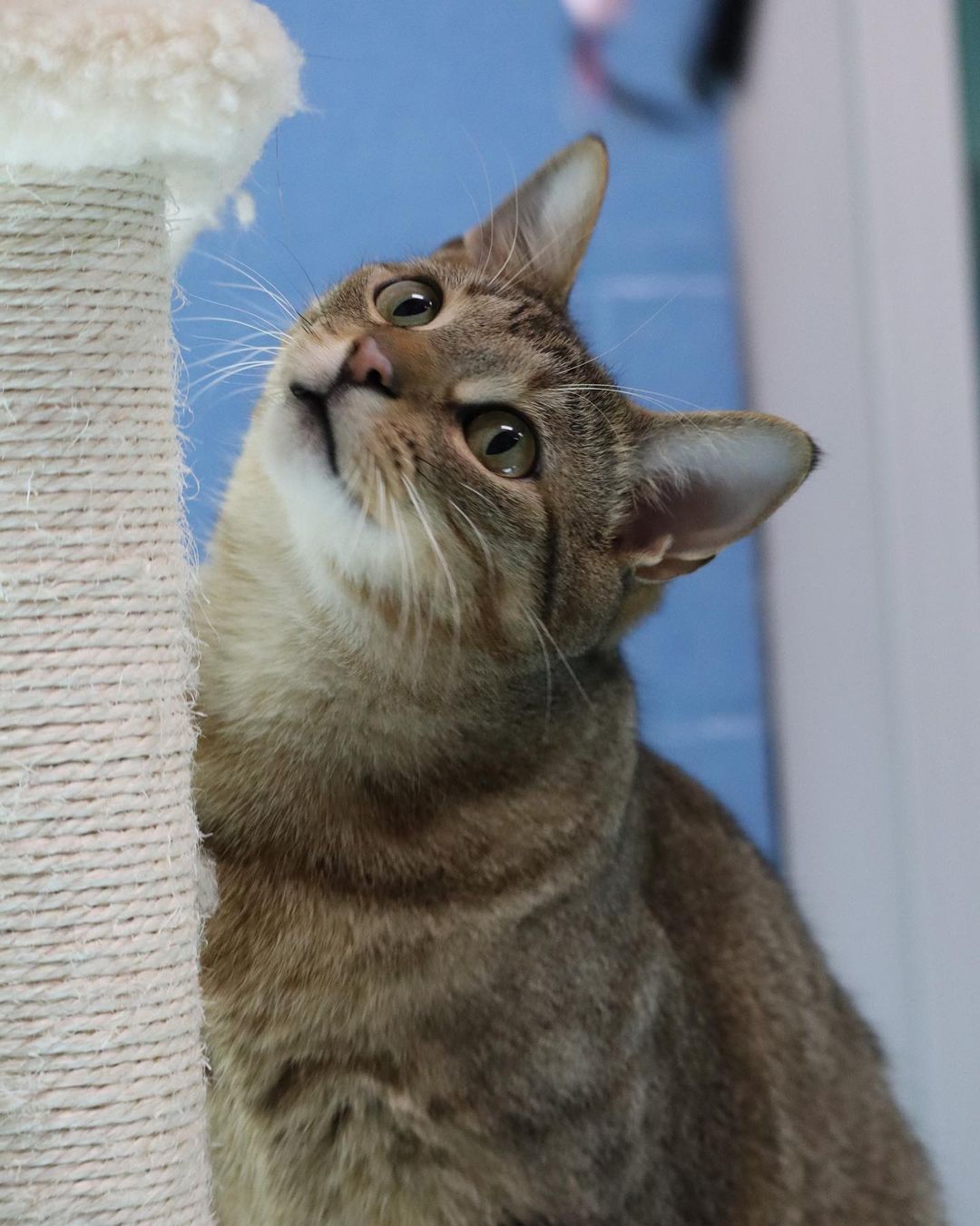 With cats like Monkey, sometimes the name fits a little too well 🙈

The name really says it all with this guy. He’s playful, goofy, mischievous, and loving just like any good monkey 🐒 

Stop by from 12-6 to meet everyone’s favorite cat tree crawler 🐵

🙈🙉🙊 pethelpers.org 🙈🙉🙊