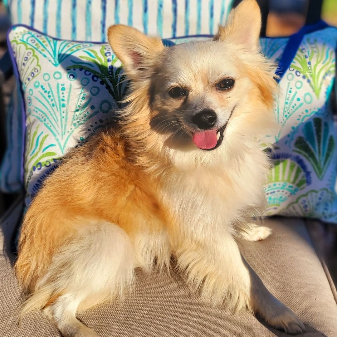 NEW TO THE CREW!!

Meet TEDDY - 2 yo male Pomeranian mix 💙

https://bluetails.org/adoption-application