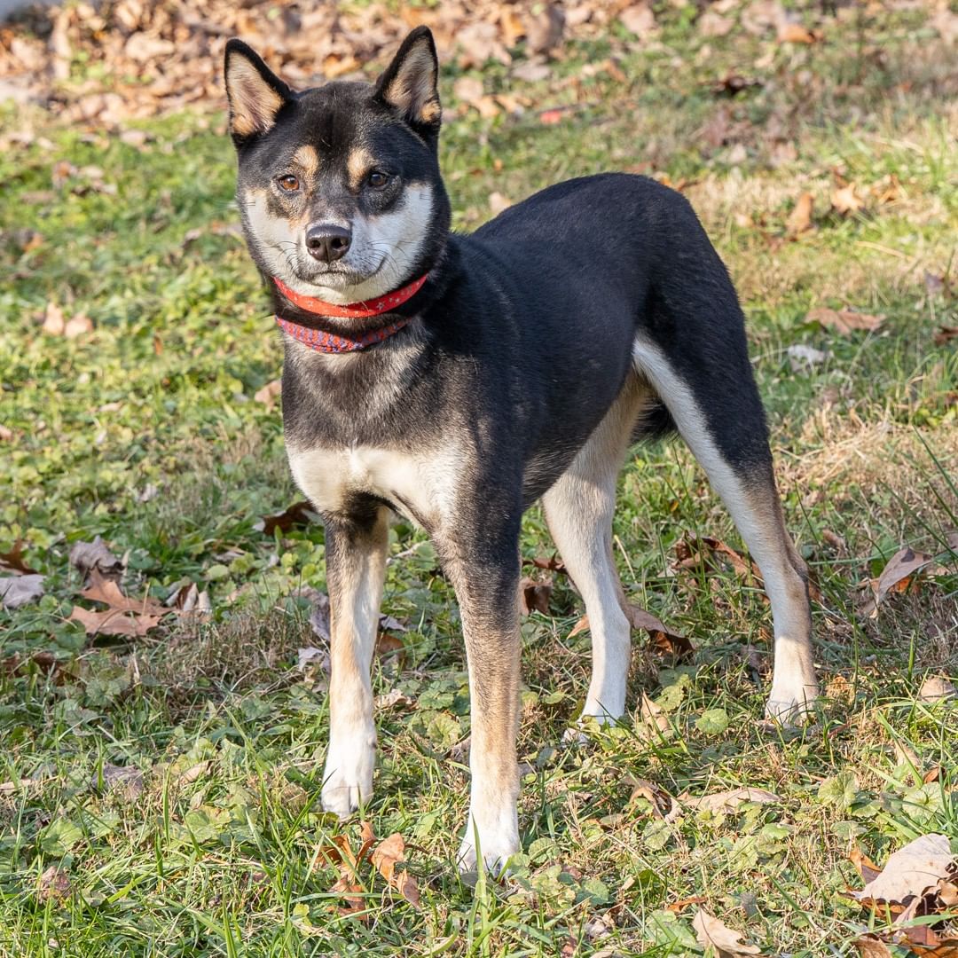 Meet Kuma, a 3-year-old male Shiba Inu who was found wandering the streets of Monroe County. He is healthy and looks well cared for but sadly no one has come looking for him. Maybe this post will help find his human. Proof of ownership required..
____________________________
<a target='_blank' href='https://www.instagram.com/explore/tags/lostpup/'>#lostpup</a> <a target='_blank' href='https://www.instagram.com/explore/tags/lostshibainu/'>#lostshibainu</a> <a target='_blank' href='https://www.instagram.com/explore/tags/comefindme/'>#comefindme</a>