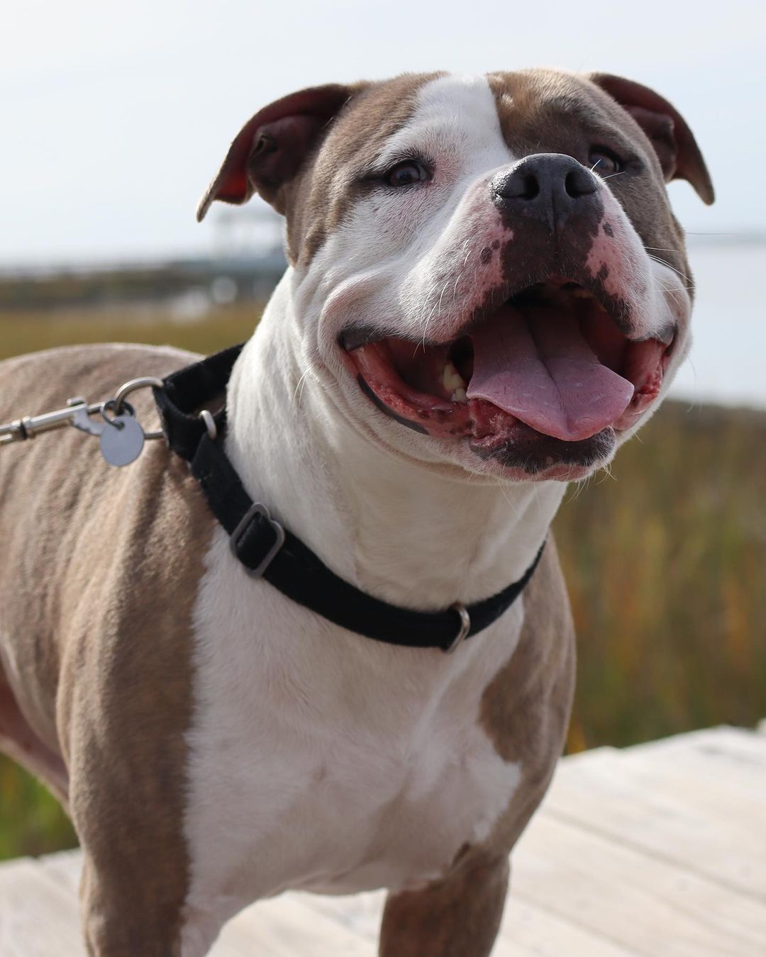 Moose definitely seems ready for the kissing booth at Flippers and Fur Fest Sunday, December 5 from 12:00 - 5:30 pm at the @regattainn 🛥☀️💙

This amazing event is benefits both Pet Helpers and the Folly Beach Sea Turtle Watch to make twice the impact 🐢🐶

The event kicks off with a yoga class from 12-1 from @sunandsol_yoga 🧘‍♀️🧘🧘‍♂️

Then from 1-4 pm check out the silent auction and vendors village filled with amazing local businesses and artisans benefiting our cause 🛍

From 2-4, be sure to throw your sack into their Cornhole Tournament 🌽🏟

After the winners are announced the party shifts into another gear with Live Music and more to enjoy! We’ll be there all day with adoptable pets and more. Be sure to enjoy the food and drinks being served throughout the event 🌯🍻

Follow the link in our bio to get your hands on tickets to make a difference in dogs like Moose’s lives 💙

.
.
.
.
.
.
<a target='_blank' href='https://www.instagram.com/explore/tags/turtlewatch/'>#turtlewatch</a> <a target='_blank' href='https://www.instagram.com/explore/tags/folly/'>#folly</a> <a target='_blank' href='https://www.instagram.com/explore/tags/follybeach/'>#follybeach</a> <a target='_blank' href='https://www.instagram.com/explore/tags/follybeachsc/'>#follybeachsc</a> <a target='_blank' href='https://www.instagram.com/explore/tags/sc/'>#sc</a> <a target='_blank' href='https://www.instagram.com/explore/tags/southcarolina/'>#southcarolina</a> <a target='_blank' href='https://www.instagram.com/explore/tags/dogsofinstagram/'>#dogsofinstagram</a> <a target='_blank' href='https://www.instagram.com/explore/tags/dogsofsouthcarolina/'>#dogsofsouthcarolina</a> <a target='_blank' href='https://www.instagram.com/explore/tags/lowcountryliving/'>#lowcountryliving</a> <a target='_blank' href='https://www.instagram.com/explore/tags/lowcountry/'>#lowcountry</a> <a target='_blank' href='https://www.instagram.com/explore/tags/charleston/'>#charleston</a> <a target='_blank' href='https://www.instagram.com/explore/tags/adopt/'>#adopt</a> <a target='_blank' href='https://www.instagram.com/explore/tags/adoptdontshop/'>#adoptdontshop</a> <a target='_blank' href='https://www.instagram.com/explore/tags/nokill/'>#nokill</a> <a target='_blank' href='https://www.instagram.com/explore/tags/shelterdog/'>#shelterdog</a> <a target='_blank' href='https://www.instagram.com/explore/tags/rescuedog/'>#rescuedog</a> <a target='_blank' href='https://www.instagram.com/explore/tags/pitbull/'>#pitbull</a> <a target='_blank' href='https://www.instagram.com/explore/tags/pitbullsofinstagram/'>#pitbullsofinstagram</a> <a target='_blank' href='https://www.instagram.com/explore/tags/pitsofinstagram/'>#pitsofinstagram</a> <a target='_blank' href='https://www.instagram.com/explore/tags/pittiesofinstagram/'>#pittiesofinstagram</a> <a target='_blank' href='https://www.instagram.com/explore/tags/pitties/'>#pitties</a> <a target='_blank' href='https://www.instagram.com/explore/tags/pit/'>#pit</a> <a target='_blank' href='https://www.instagram.com/explore/tags/rescuedogsofinstagram/'>#rescuedogsofinstagram</a> <a target='_blank' href='https://www.instagram.com/explore/tags/rescuesofinstagram/'>#rescuesofinstagram</a> <a target='_blank' href='https://www.instagram.com/explore/tags/rescue/'>#rescue</a> <a target='_blank' href='https://www.instagram.com/explore/tags/adoptable/'>#adoptable</a> <a target='_blank' href='https://www.instagram.com/explore/tags/rescuedismyfavoritebreed/'>#rescuedismyfavoritebreed</a>