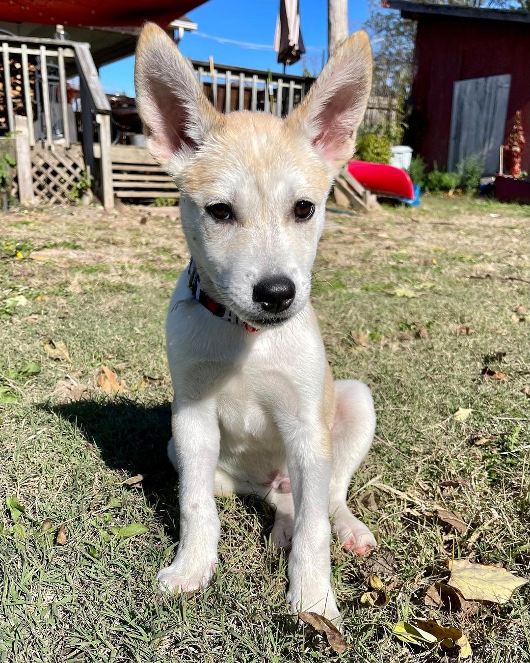 The sweet little parvo survivors have a clean bill of health and are ready for their forever homes! Are you ready for some puppy energy in your life? Apply today by clicking the link in our bio! Ask for Rosa, Charles, Jake and Ray! 

<a target='_blank' href='https://www.instagram.com/explore/tags/adoptdontshop/'>#adoptdontshop</a> <a target='_blank' href='https://www.instagram.com/explore/tags/adoptables/'>#adoptables</a> <a target='_blank' href='https://www.instagram.com/explore/tags/availablepuppies/'>#availablepuppies</a> <a target='_blank' href='https://www.instagram.com/explore/tags/huskypuppies/'>#huskypuppies</a> <a target='_blank' href='https://www.instagram.com/explore/tags/parvosurvivor/'>#parvosurvivor</a> <a target='_blank' href='https://www.instagram.com/explore/tags/brooklyn99/'>#brooklyn99</a>