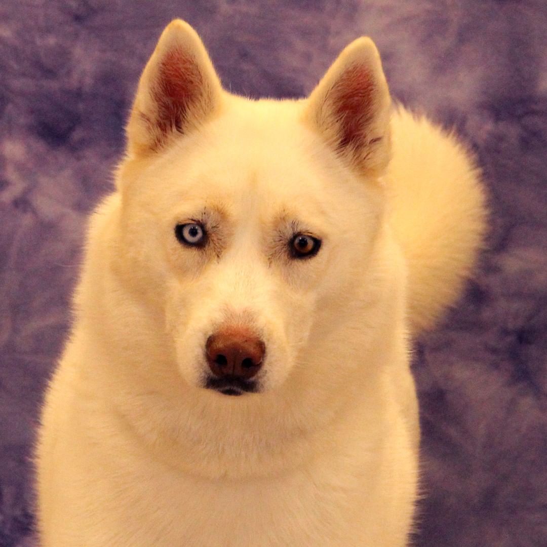 Princess is ready to go home! 

2 year old Husky/Shepherd mix

www.elkharthumanesociety.org/adopt