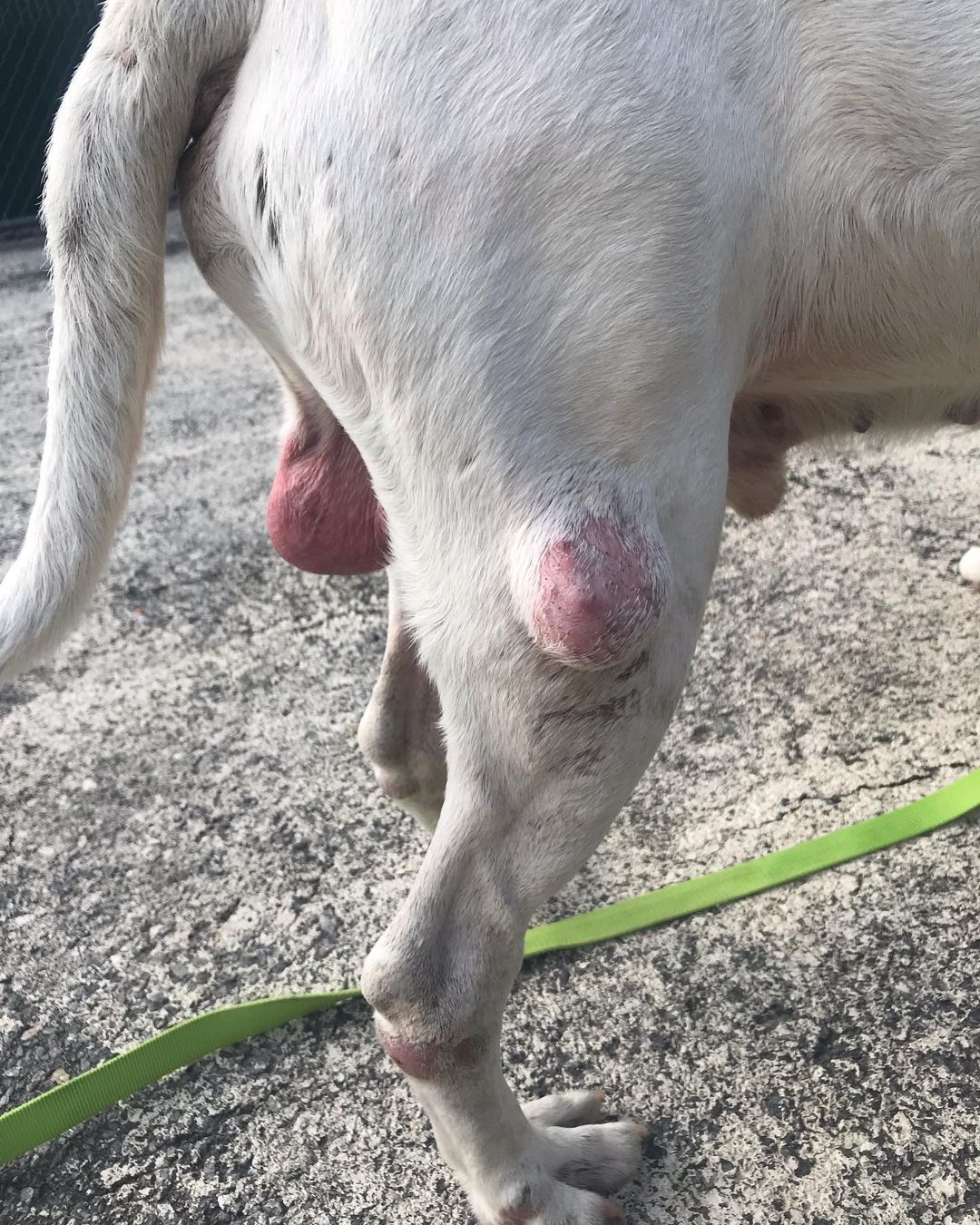 We would officially like to introduce you to Patrick. This sweet deaf senior was found wandering around the Bronx and was taken in by our friends at BACC. When they reached out to us about helping him we noticed that he was found the same day we had to set our sweet Fossil free. 

We immediately reached out to our superstar fospice mom Lisa and she asked if we could go meet him. We did just that and before Patrick was placed back in his kennel he had stolen Lisa’s heart. 

Before Patrick can begin his brand new life with Lisa he has quite a few medical issues to address. He has multiple tumors including testicular tumors that need to be removed, bad teeth, ear infections, and some potential kidney issues. 

BACC @nycacc was hoping to find him a hospice situation and we are grateful we could help. We definitely believe Fossil sent us to help him and we won’t let him down. Please consider helping Patrick today by making a lifesaving donation 🙏 <a target='_blank' href='https://www.instagram.com/explore/tags/FossilSentUs/'>#FossilSentUs</a> <a target='_blank' href='https://www.instagram.com/explore/tags/savingseniordogs/'>#savingseniordogs</a> <a target='_blank' href='https://www.instagram.com/explore/tags/pitbull/'>#pitbull</a> <a target='_blank' href='https://www.instagram.com/explore/tags/pitbullsofinstagram/'>#pitbullsofinstagram</a> <a target='_blank' href='https://www.instagram.com/explore/tags/rescuedogsofinstagram/'>#rescuedogsofinstagram</a> <a target='_blank' href='https://www.instagram.com/explore/tags/rescuedog/'>#rescuedog</a> <a target='_blank' href='https://www.instagram.com/explore/tags/whitedog/'>#whitedog</a> <a target='_blank' href='https://www.instagram.com/explore/tags/rescueismydrug/'>#rescueismydrug</a> <a target='_blank' href='https://www.instagram.com/explore/tags/rockawaybeach/'>#rockawaybeach</a> <a target='_blank' href='https://www.instagram.com/explore/tags/love/'>#love</a> <a target='_blank' href='https://www.instagram.com/explore/tags/dogs/'>#dogs</a> <a target='_blank' href='https://www.instagram.com/explore/tags/bigdogs/'>#bigdogs</a> <a target='_blank' href='https://www.instagram.com/explore/tags/nyacc/'>#nyacc</a> <a target='_blank' href='https://www.instagram.com/explore/tags/zionsentus/'>#zionsentus</a>