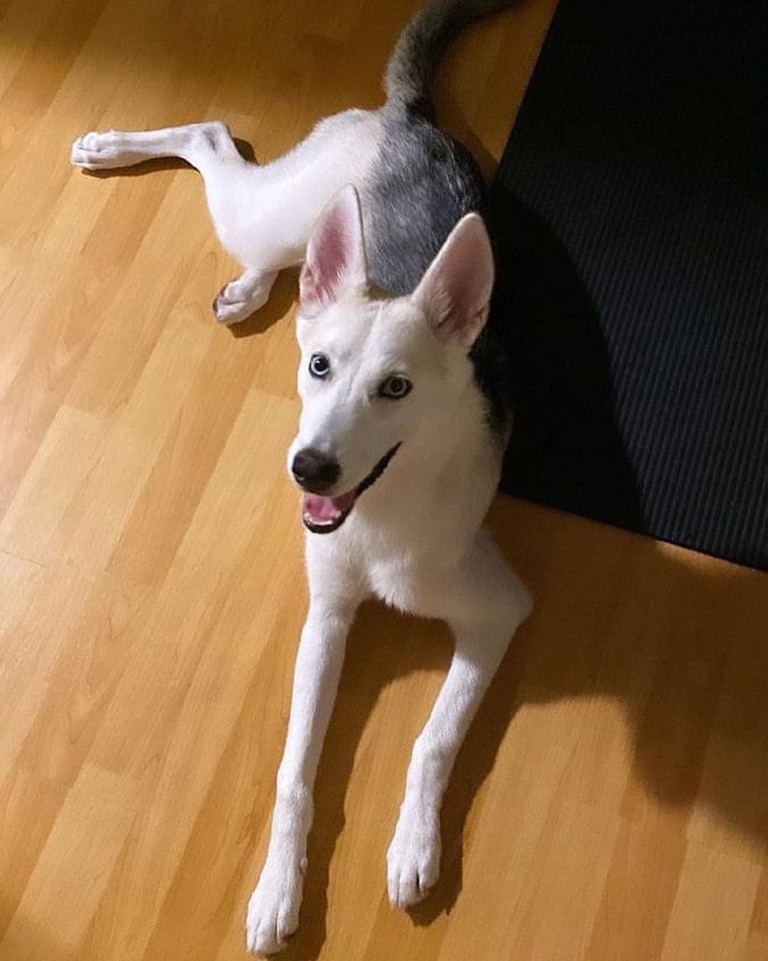 Adopt Azula! 💙🦋
・・・
My name means “blue” (pronounced ah-soo-la) for my beautiful blue eyes, and I'm only 7 months old. 🐾 I’m looking for my forever home after my dad and mom suddenly moved out of the country and left me in the good hands of the folks at Forte. I'm very playful, get along great with dogs and kids (working on learning cats at my foster home), and fully vaccinated and my spay surgery is scheduled. I'm still learning some basics, but you'll be very impressed with how smart I am 🤓
・・・
www.adoptapet.com/pet/33178203
(Link in bio)
・・・
<a target='_blank' href='https://www.instagram.com/explore/tags/rescuedogsofinstagram/'>#rescuedogsofinstagram</a> <a target='_blank' href='https://www.instagram.com/explore/tags/forteanimalrescue/'>#forteanimalrescue</a> <a target='_blank' href='https://www.instagram.com/explore/tags/adoptdontshop/'>#adoptdontshop</a> <a target='_blank' href='https://www.instagram.com/explore/tags/rescuedog/'>#rescuedog</a> <a target='_blank' href='https://www.instagram.com/explore/tags/igdogs/'>#igdogs</a> #🐶