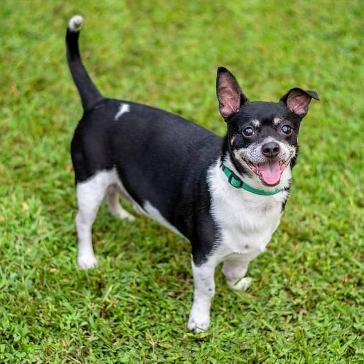 Toby, (Toby2 for distinction as we already have another Toby at this time) is a 6 yr old, 21 lb. male Chihuahua/Terrier Mix, neutered, up-to-date on vaccines and heartworm NEGATIVE. Toby has personality, is great with big dogs and can’t wait for dad to get home from work so no problem with men! Best in an adult only home. No small children, please. We are watching his food intake and he’s getting his exercise by walking with the big dogs so he should be shedding a few pounds while waiting for his forever home. Good vet history, a fenced yard, and a live or virtual home visit required for approval. Fostered by Maggie. Fee: $250. Apply online: http://secondchancedogrescuela.org/adopt-a-dog-2/. Thank you for sharing this pet!

Please note that due to increased number of applications, inquiries, messages and calls, we are not able to respond to every notification. If your application is approved, you should hear from us within a week.

📷 @bridgethmayo 

<a target='_blank' href='https://www.instagram.com/explore/tags/scdrla/'>#scdrla</a> <a target='_blank' href='https://www.instagram.com/explore/tags/adoptdontshop/'>#adoptdontshop</a> <a target='_blank' href='https://www.instagram.com/explore/tags/stopeuthanasia/'>#stopeuthanasia</a> <a target='_blank' href='https://www.instagram.com/explore/tags/rescuedogsofinstagram/'>#rescuedogsofinstagram</a> <a target='_blank' href='https://www.instagram.com/explore/tags/rescuerocks/'>#rescuerocks</a> <a target='_blank' href='https://www.instagram.com/explore/tags/rescuerehabrehome/'>#rescuerehabrehome</a> <a target='_blank' href='https://www.instagram.com/explore/tags/spayandneuteryourpets/'>#spayandneuteryourpets</a> <a target='_blank' href='https://www.instagram.com/explore/tags/unconditionallove/'>#unconditionallove</a> <a target='_blank' href='https://www.instagram.com/explore/tags/puppylove/'>#puppylove</a> <a target='_blank' href='https://www.instagram.com/explore/tags/fosteringsaveslives/'>#fosteringsaveslives</a> <a target='_blank' href='https://www.instagram.com/explore/tags/dogsofinstagram/'>#dogsofinstagram</a> <a target='_blank' href='https://www.instagram.com/explore/tags/goteamsecondchancebr/'>#goteamsecondchancebr</a>