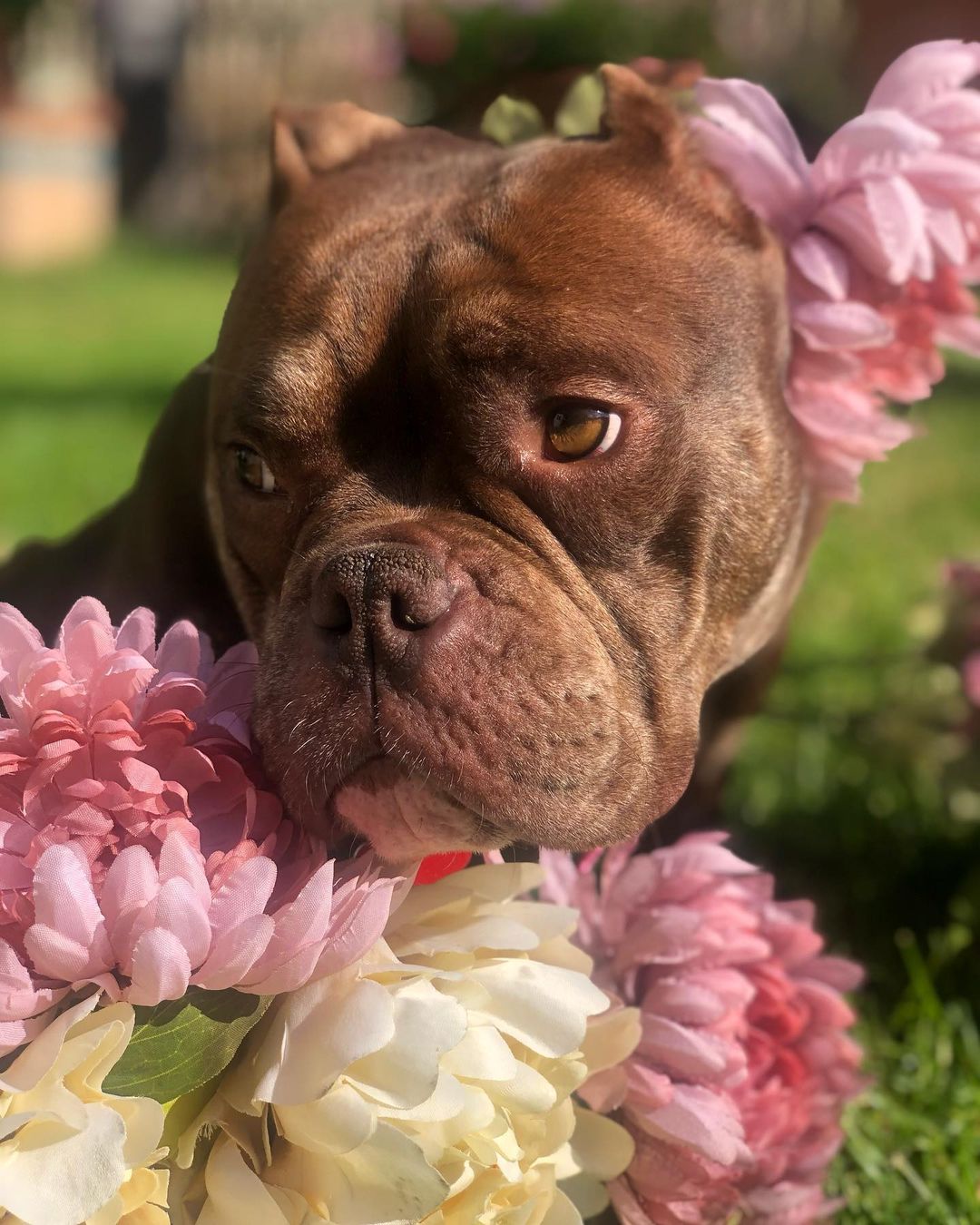 Swooooooning over this photoshoot of LAVERNE 🌸😍

Laverne joined us last week! She was dumped with Shirley in a shelter night-drop, and just like Shirley, this poor girl was in need of immediate medical attention. We were able to save them both and thanks to our friends at CARES, Laverne & Shirley received the care they needed for vaginal prolapse, spays, dentals and lots more.

Big shoutout to Yas who stepped up to foster Laverne, despite her extra medical needs, and snapped these adorrrrrable photos! 🥰 Laverne is doing great, settling in nicely to her new foster home, eating well and a total sweetie pie. When she first got to @yawesome’s, she was dragging her back left leg, but that is no longer the case and she can touch her toes to the ground!

In fact…Laverne’s doing TOO well 🤣 She needs to be on crate rest while she heals and lil miss thang thinks she’s ready to run around! Soon baby girl soooonnnnnn!

She’s about 39 pounds, 4 years old, good with other dogs and older kids. If you’d like to meet miss Laverne, please fill out an adoption application on our website thelittlereddog.org or click the link in our bio!

Thank you to everyone who continues to support our mission so we can urgently save dogs like Laverne & Shirley and provide second chances. Can’t do it without ya! ❤️