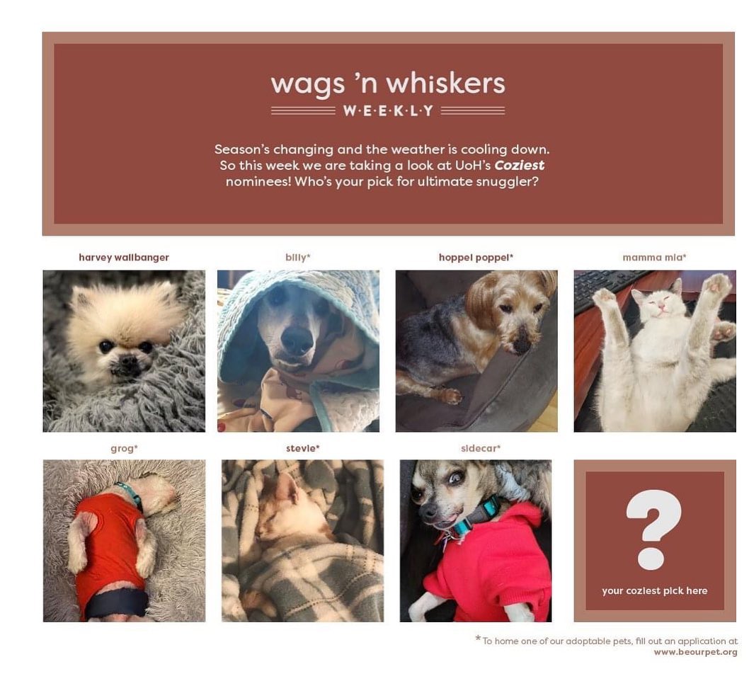 Wags 'n Whiskers Weekly! 

Today's highlights are all about the coziest seniors we have in Umbrella of Hope. Who's your favorite snuggle bug? Let us know in the comments below 🐾 

1. Harvey Wallbanger is our fanged Pom-Chi mix. He's currently on medical hold since he's needs to undergo major dental work before he's ready to be adopted. Please consider donating so we can continue to fund his medical aid!

2. Billy is a senior daschund and part of the duo that participated in our recent <a target='_blank' href='https://www.instagram.com/explore/tags/UOHBiggestLoser/'>#UOHBiggestLoser</a>. He is big for his size, but has done a lot in the past weeks to lose weight and get active. Now with all the extra energy he's gained, he plays like a pup and goofs around more so than any other dogs in our arsenal!

3. Hoppel Poppel is an old, gentle being with lots of love to give. Naps are a favorite past-time! He is mildly impaired and has Cushings, so needs to go to a home understanding and patient about his condition.

4. Mamma Mia is our <a target='_blank' href='https://www.instagram.com/explore/tags/petoftheweek/'>#petoftheweek</a>, meaning her adoption fee waived until the 20th of November! She's a sweet kitty that has been with us for quite some time. Her acrobatic sleeping positions are always feats of amazement and laughter!

5. Grog has to be one of our tiniest residents at UOH! He enjoys napping belly-up, and has the demeanor of a pup! He currently has glaucoma in one eye, but also recently just finished getting his teeth clean. Very precious boy ready to go to a loving family.

6. Stevie is born blind but given time to acclimate to her surroundings, gets around very well. Her signature sleeping position is the pretzel and is very playful and bonds quickly to most anyone she meets!

7. Sidecar is a cheeky chihuahua and hides his age very well (ssshhh... he's 12)! He is healthy and is already microchipped, neutered and vaccinated.  Food is life to him, and you'll usually find him wanting to curl up in a blanket next to you.

Bonus good news:

Rum Twizzle has an appointment set to check the condition of his knees and hips in December! We're all hoping for the best results so we can get him ready for adoption.

For more information about the pets featured here or any of the other animals under our umbrella, visit www.beourpet.org1